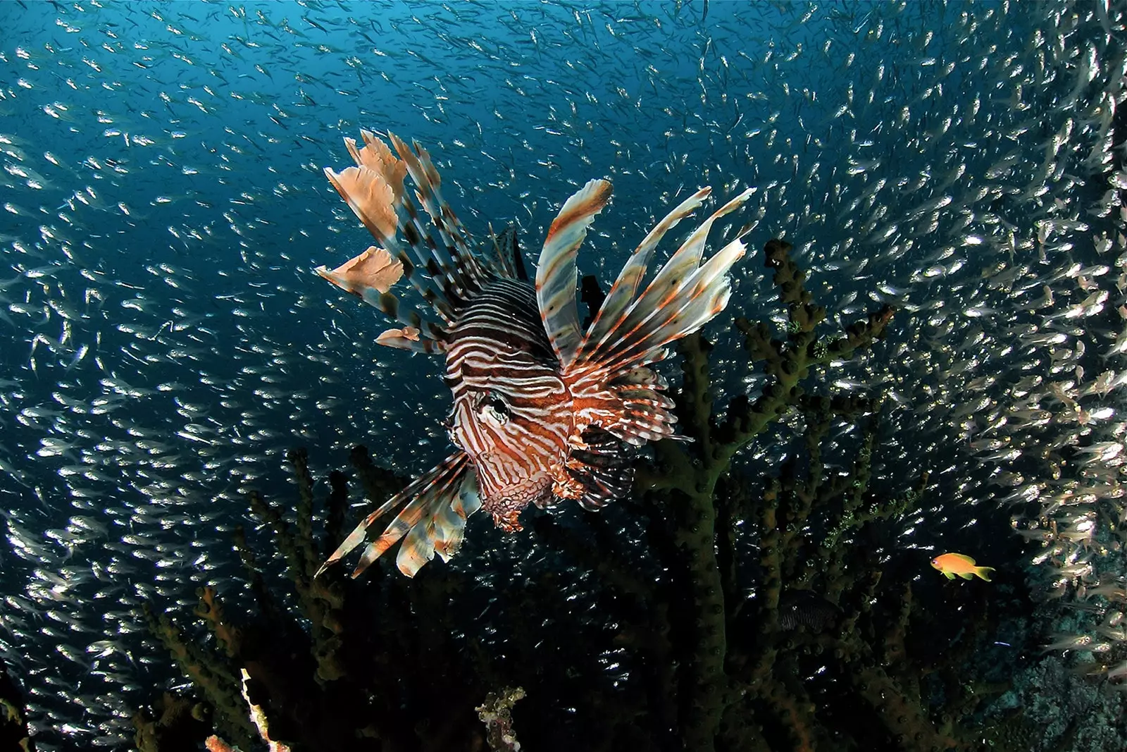 Pesce leone rosso nelle barriere coralline delle Maldive