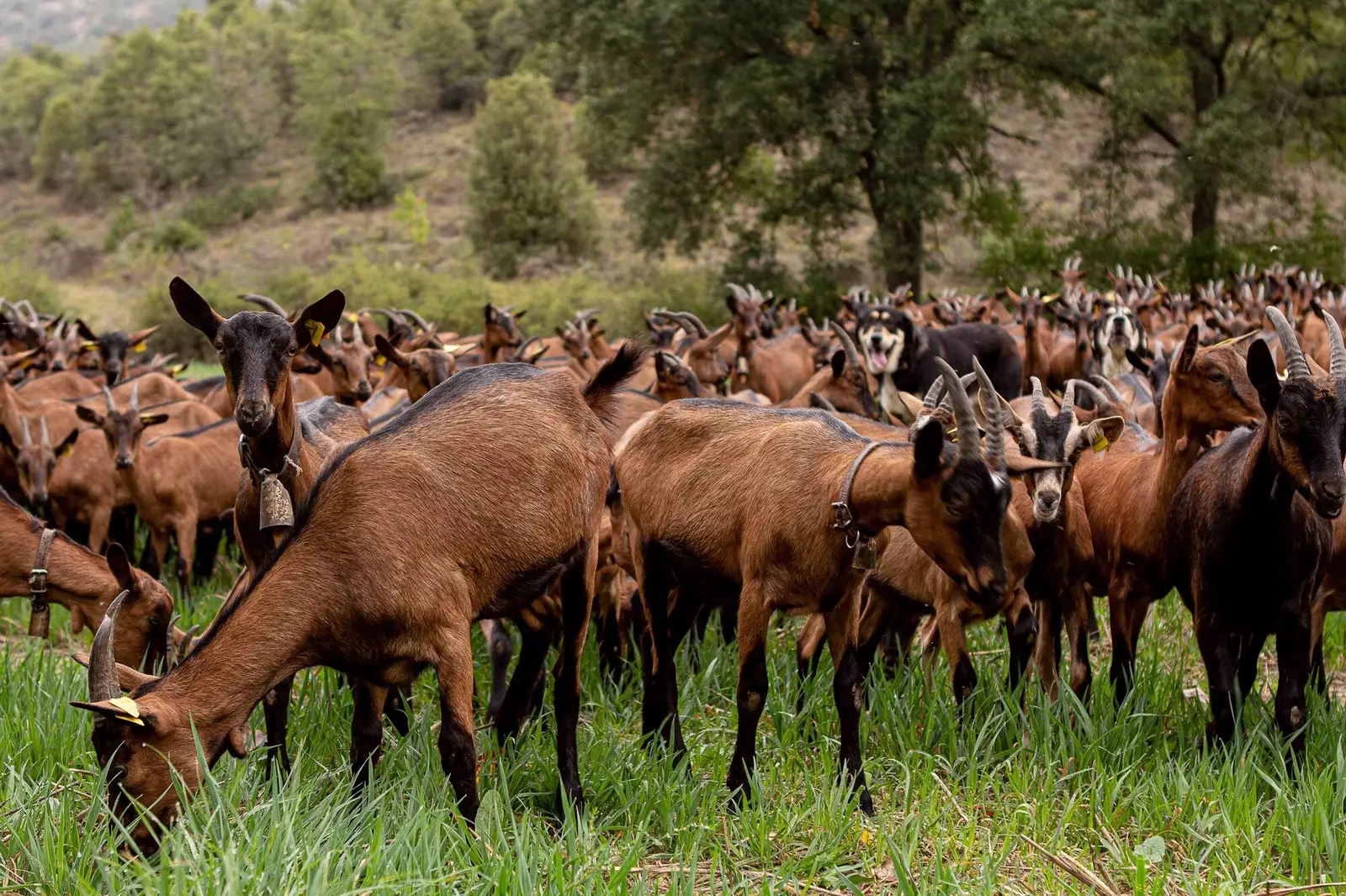 Kambing di Santa Gadea Farm Burgos