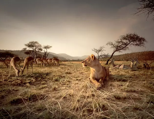 leeuwen in afrika