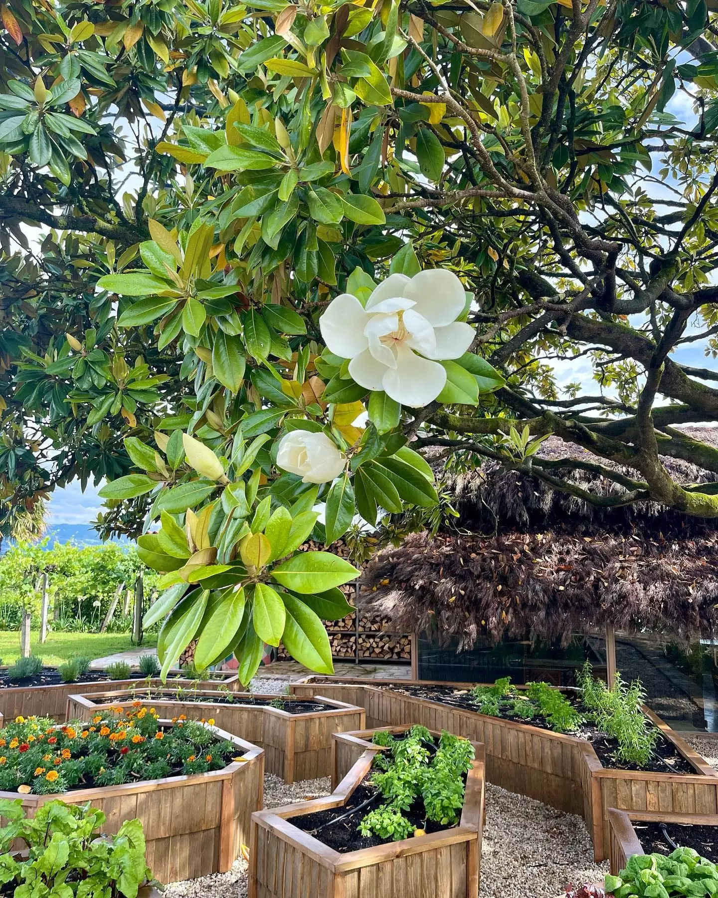 Garden of Casa Beatnik Hotel