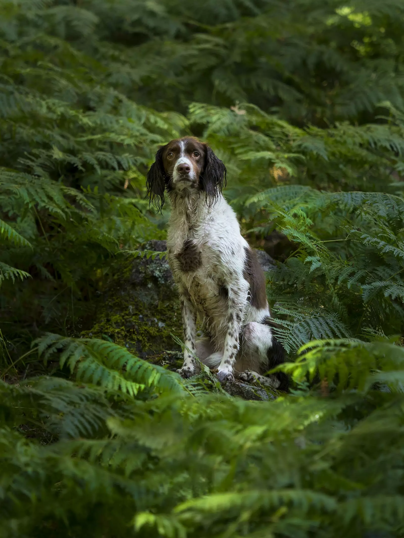 How should you photograph your pet?