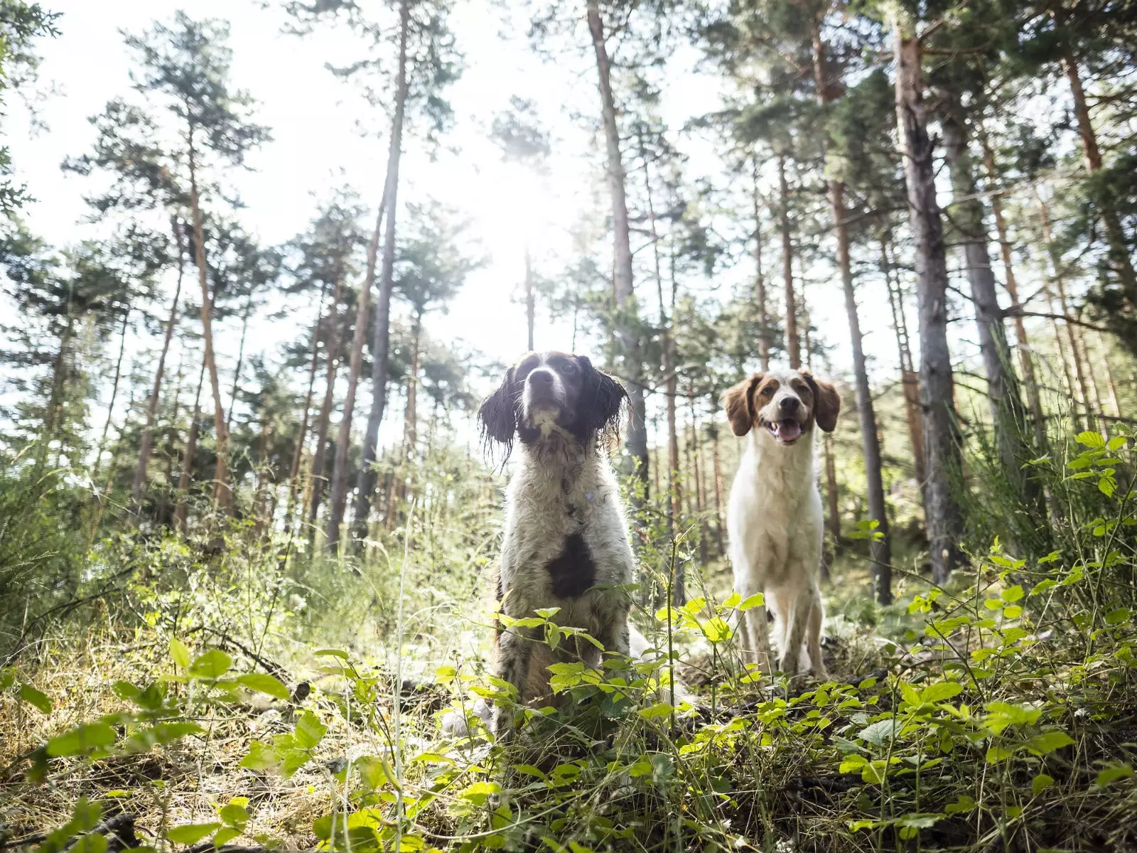 'Valokuvaa lemmikkejä. Paras ystäväsi kuvaamisen taito"