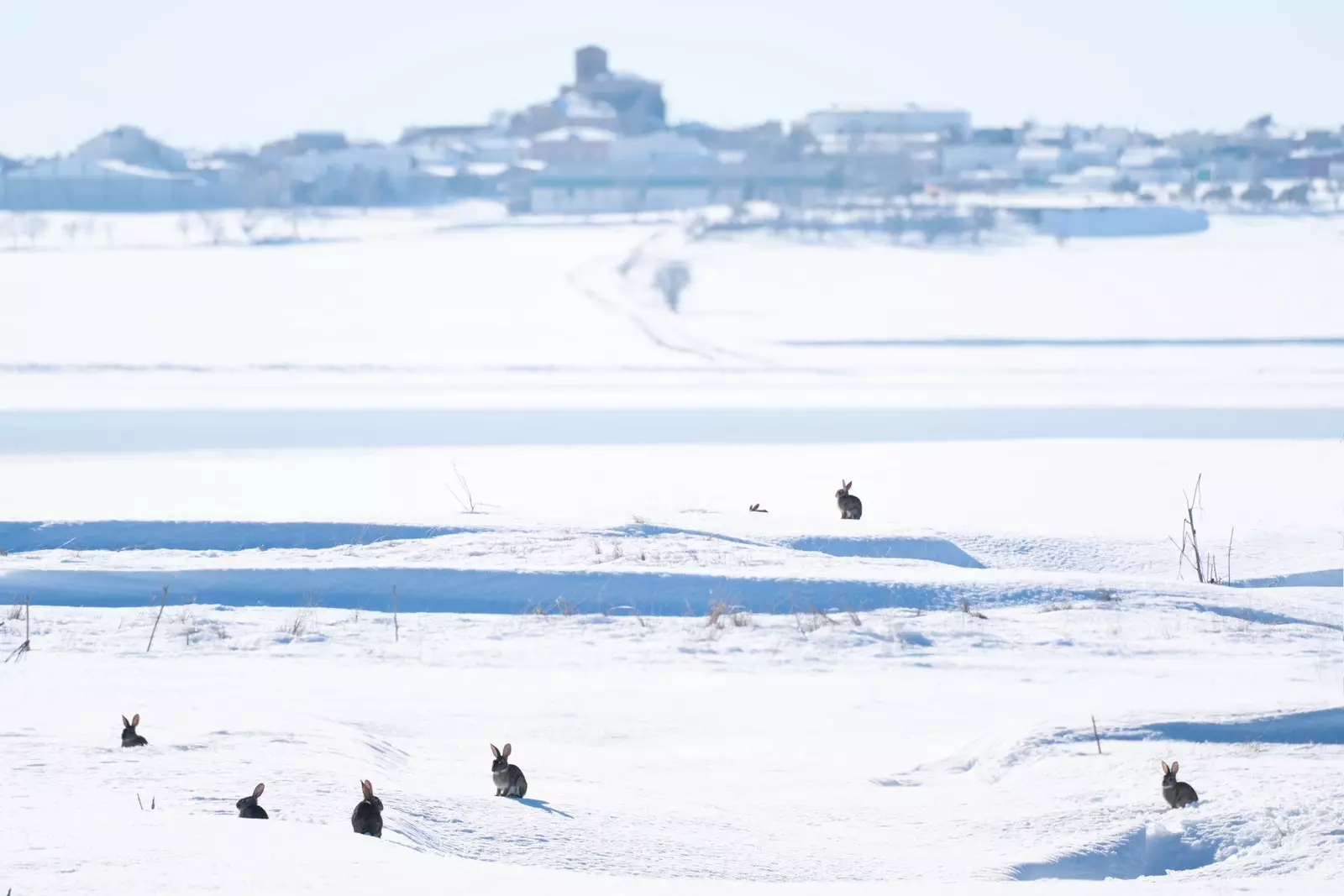 Triušiai Laguna del Hito gamtos draustinyje