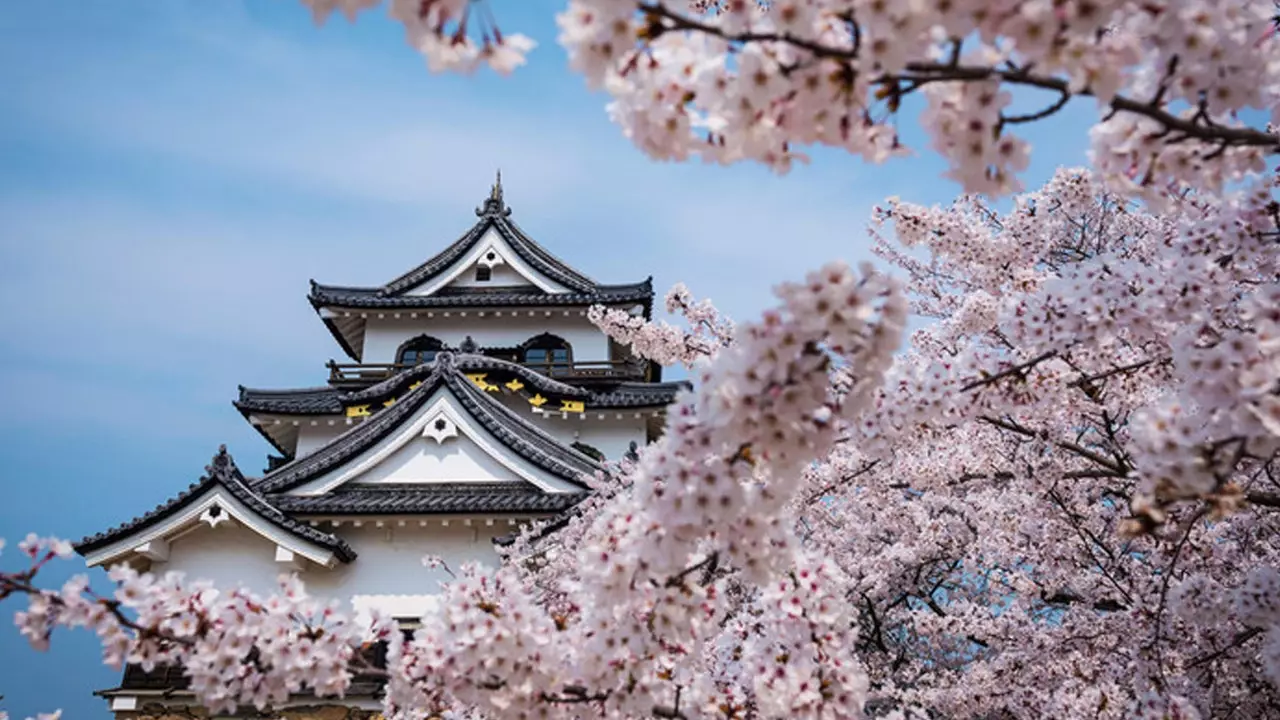 Körsbärsblommor i Japan väntar våren