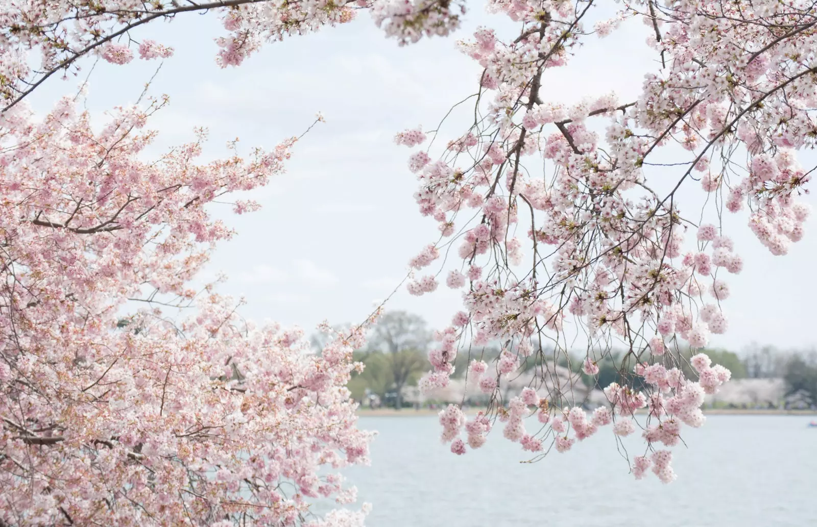 I fiori di ciliegio in Giappone