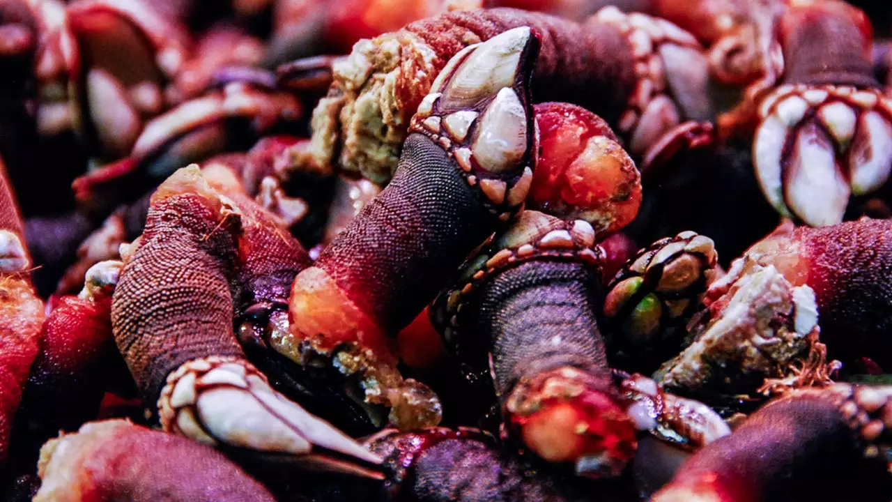 Restaurante cu fructe de mare în Galicia, tot vara