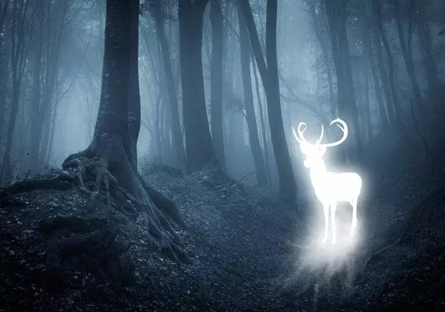 patronus gecəsi