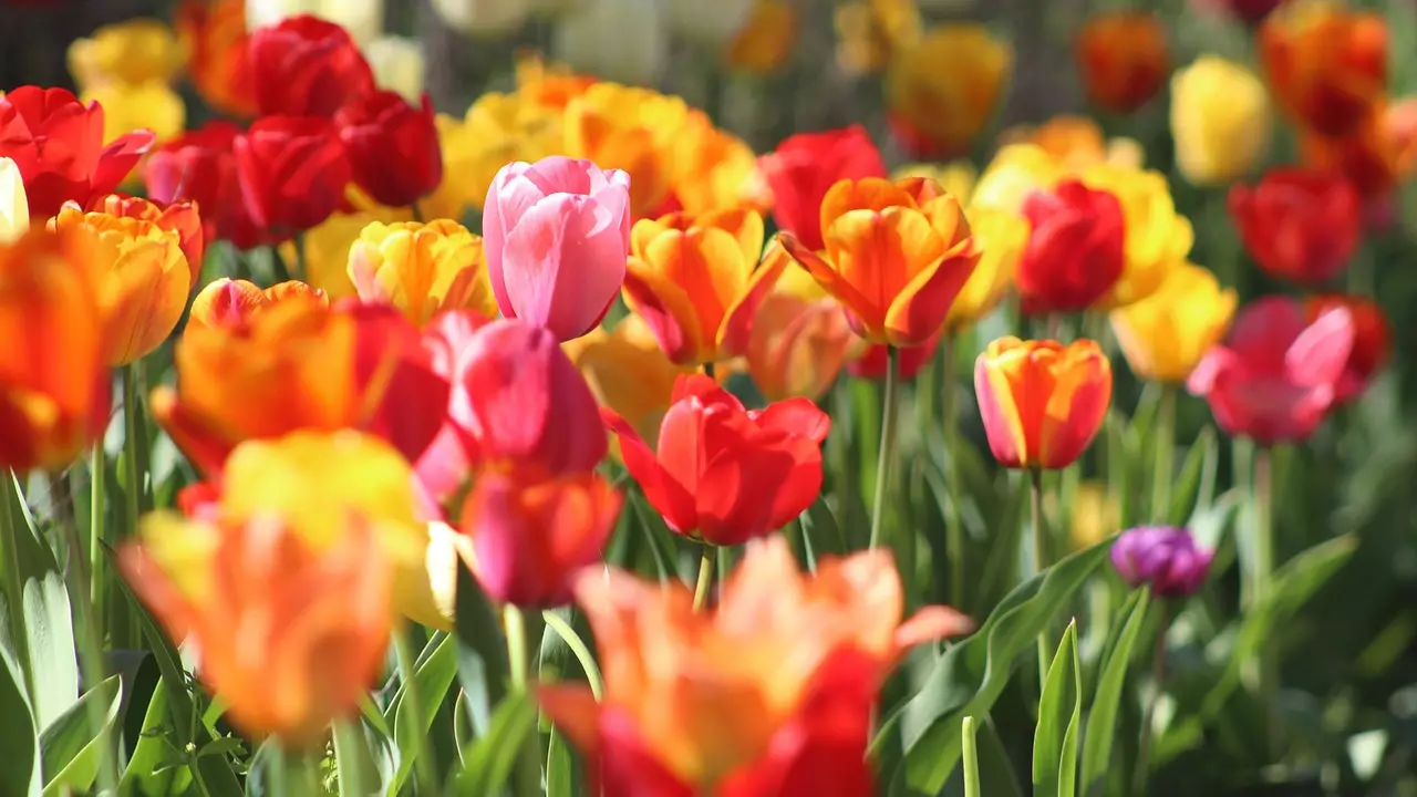 Thyssen och den botaniska trädgården inbjuder dig att vandra bland blommor