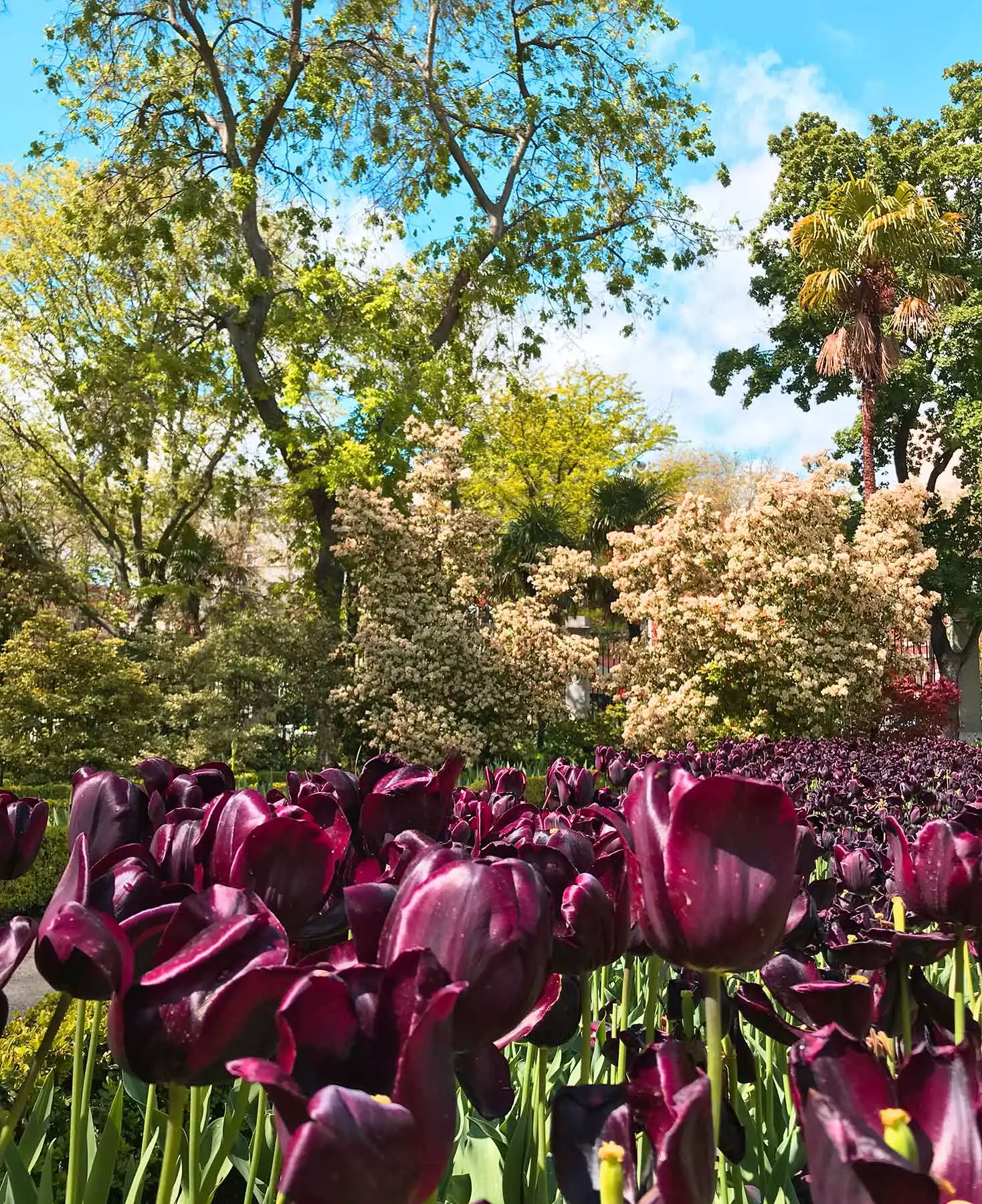 You will fall in love with the tulips of the Botanical Garden