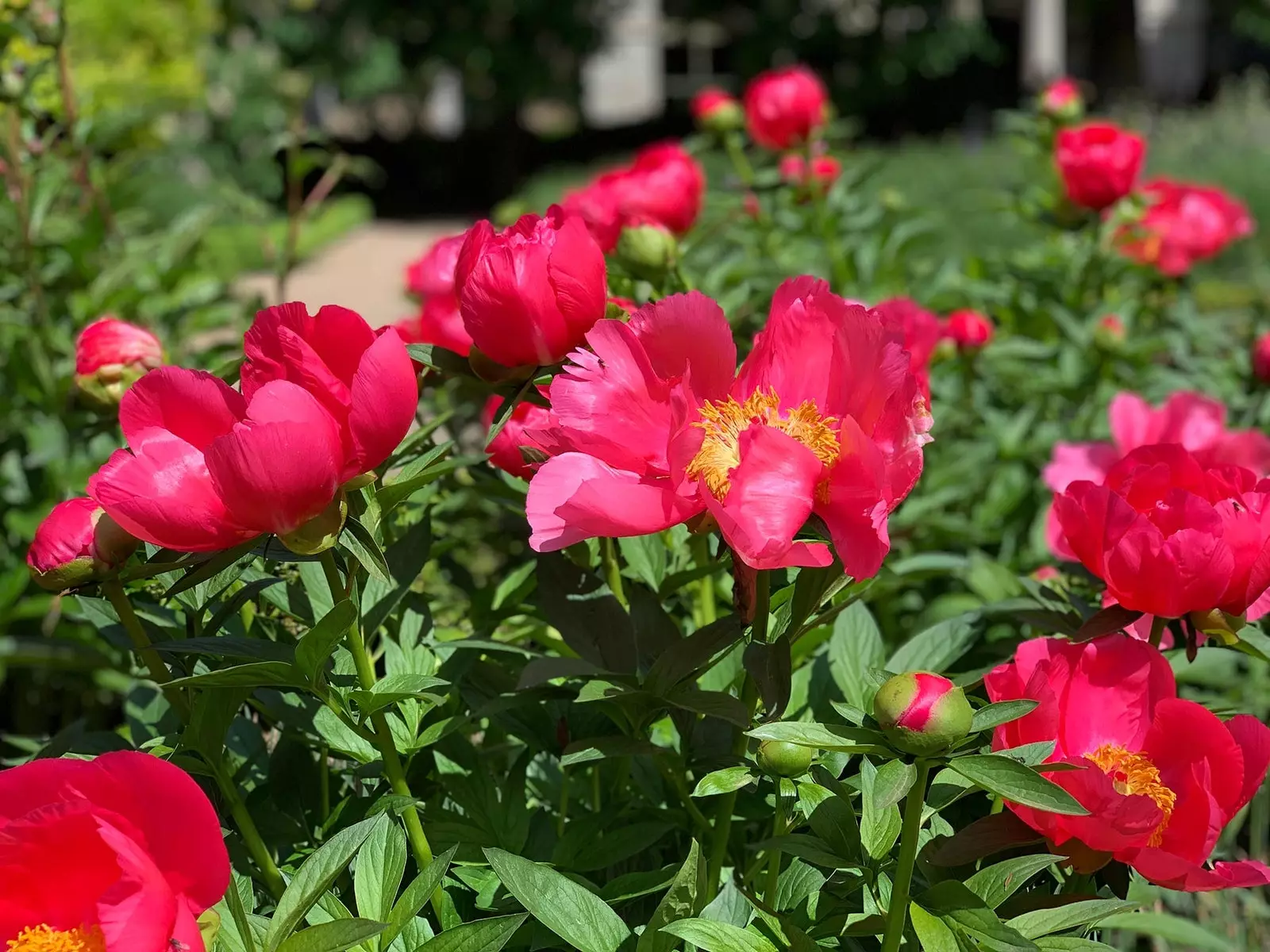 Pivoines du jardin botanique