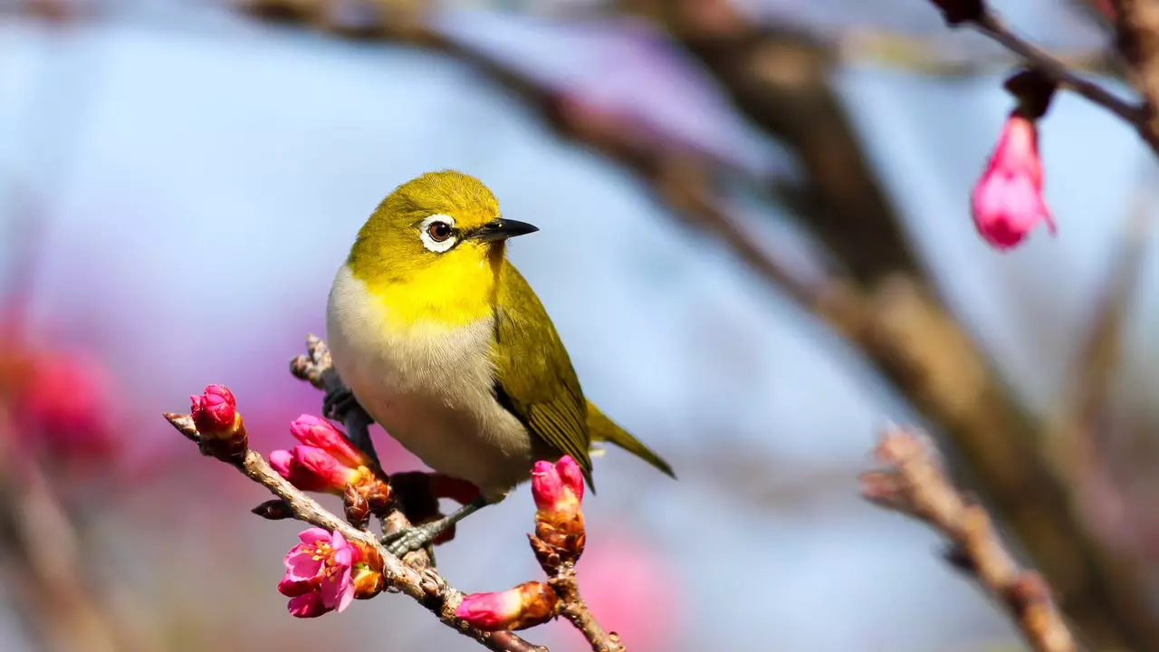 Bird watching brings happiness according to a study