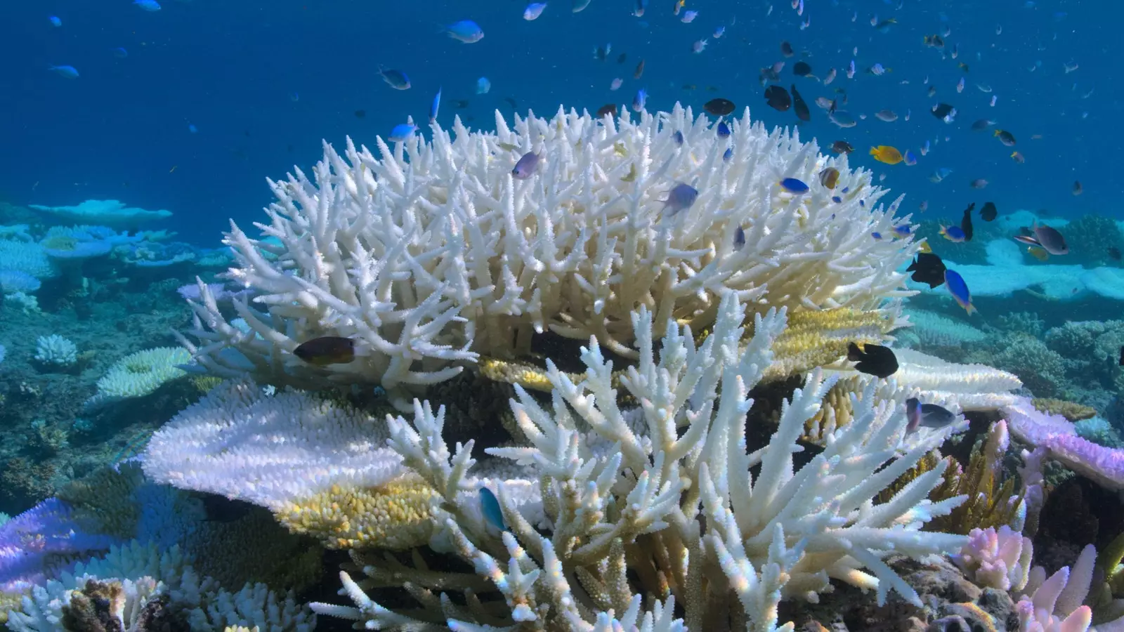 Albirea coralilor ca urmare a încălzirii globale.