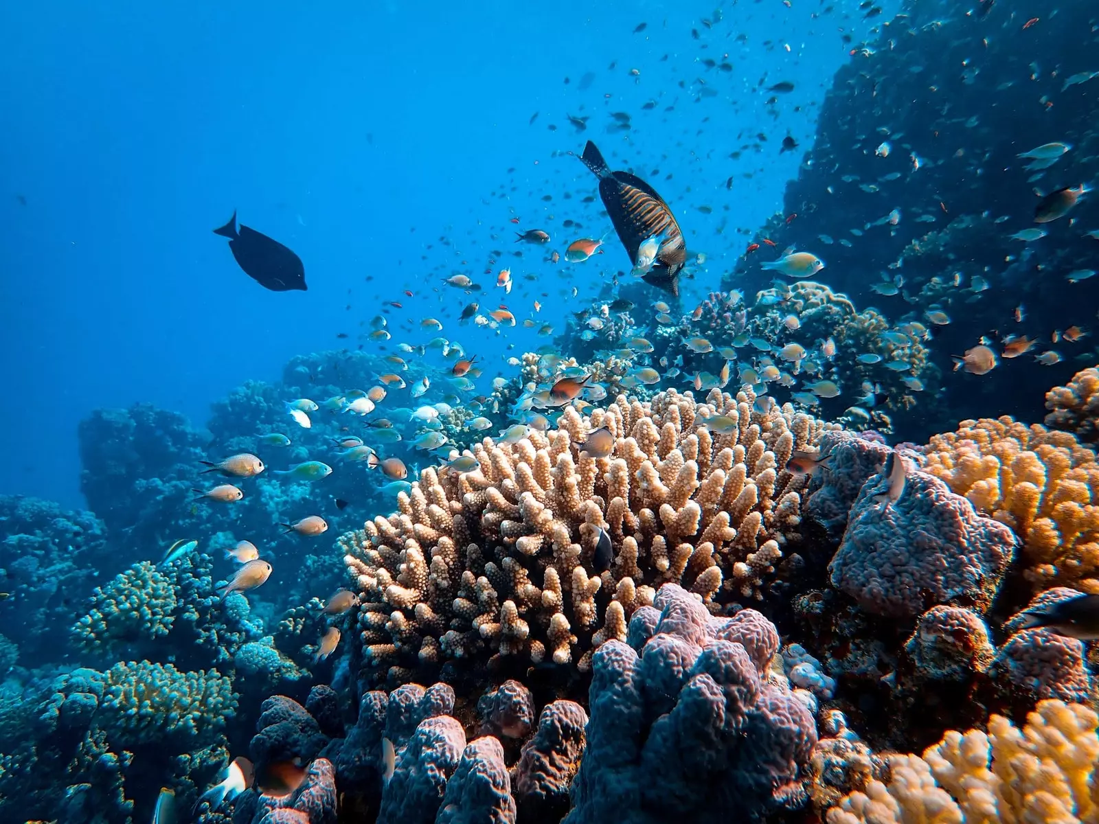 Corals al Pacífic.