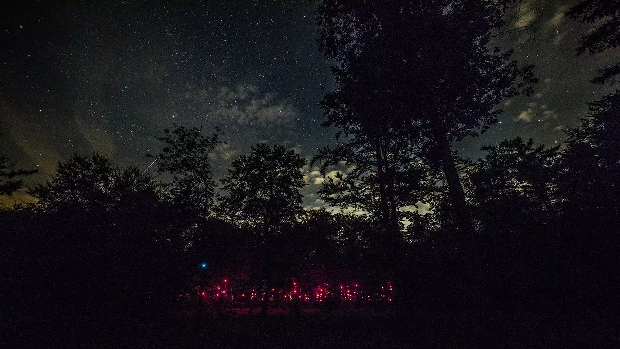 Mengapa ada hutan Belanda yang bersinar di malam hari?