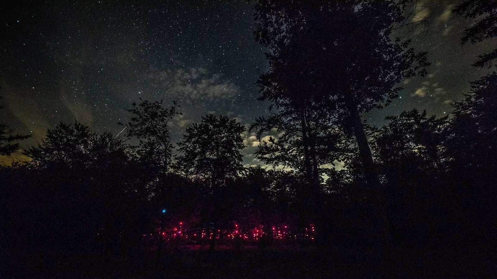 La foresta di notte si anima grazie ai Pixies