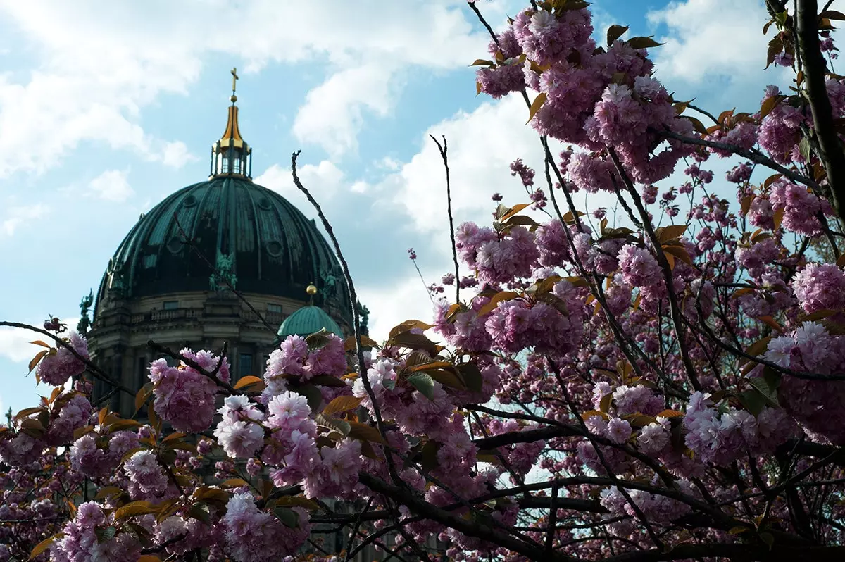 De Sakura ass och e Berliner Phänomen