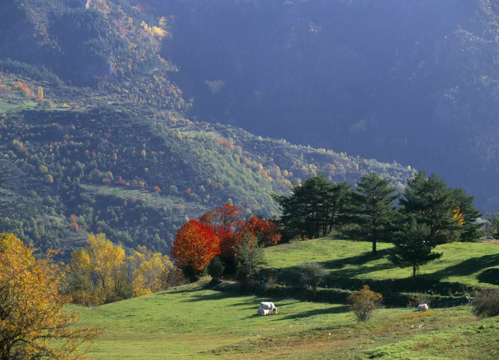 A Cerdanya.