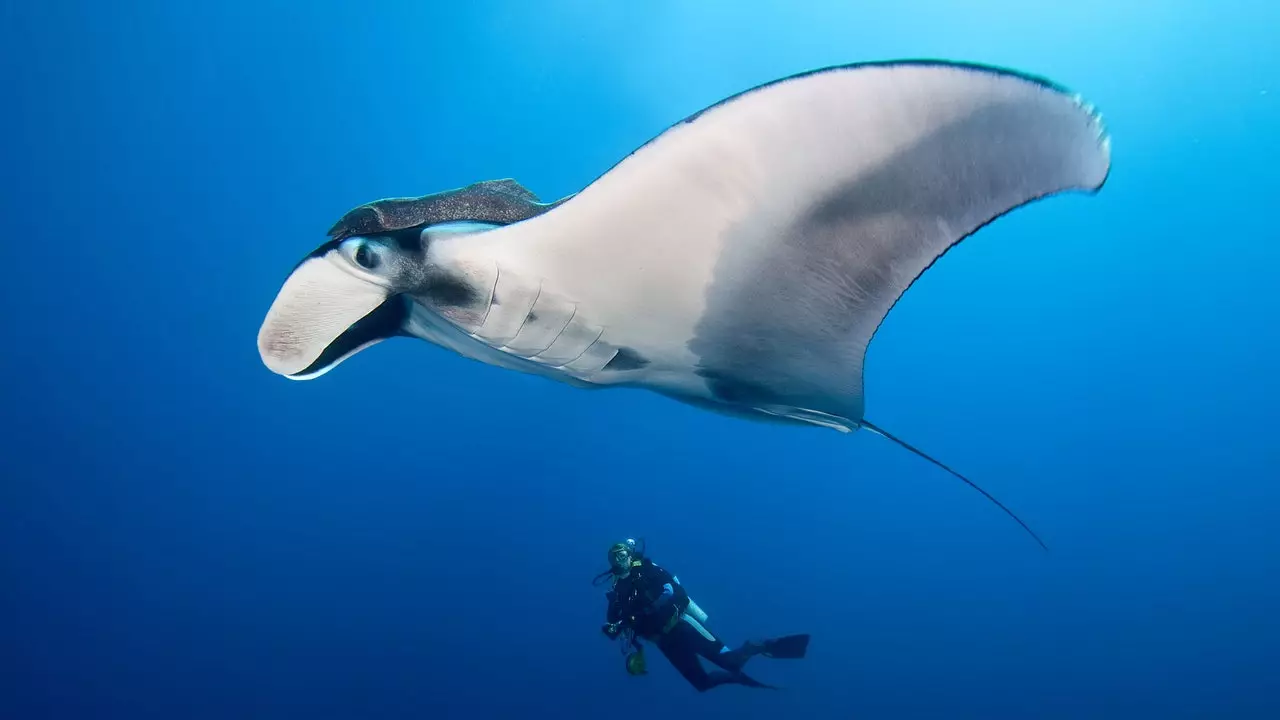 Ko viņi jums nekad nav stāstījuši par peldēšanu ar manta stariem