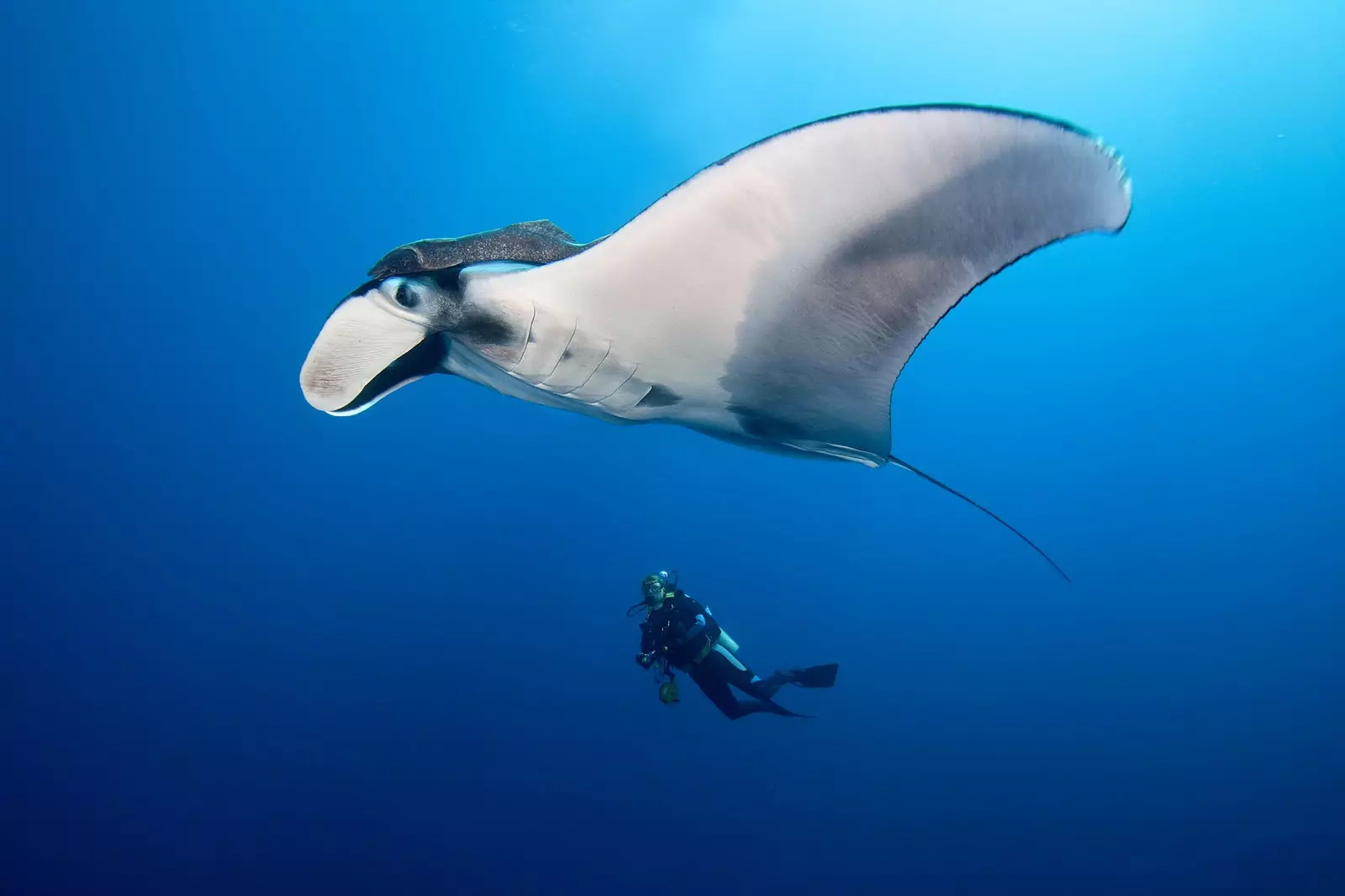 Mantarratlla