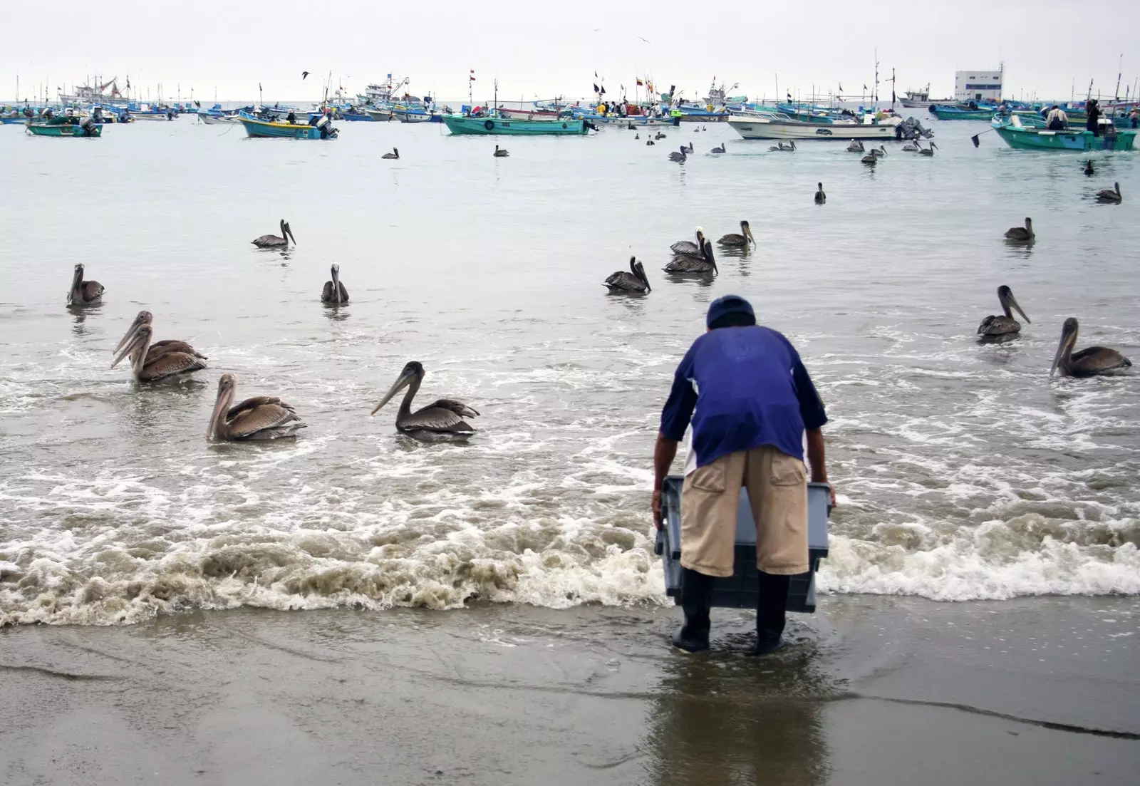 Pelikan di Puerto López