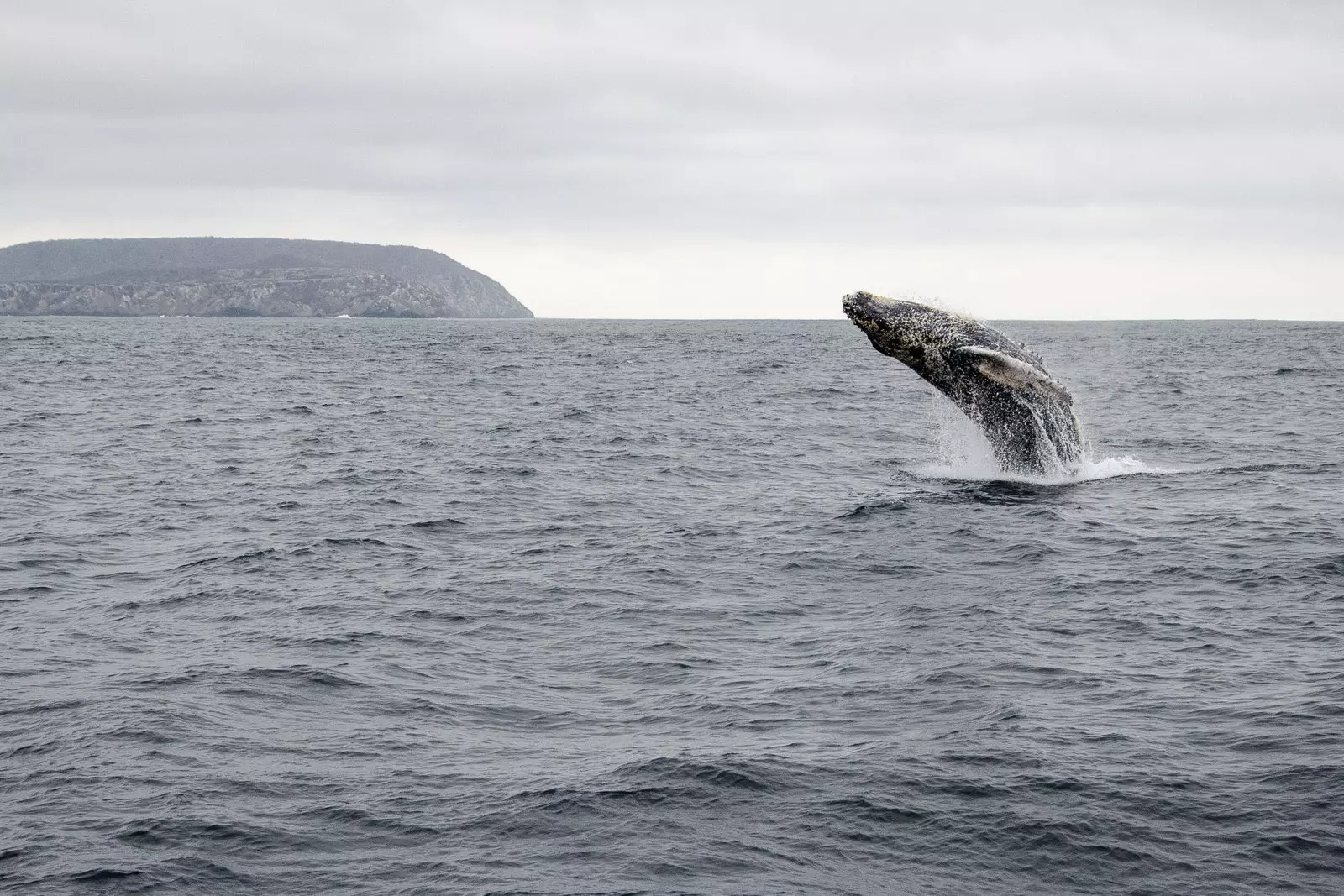 Humpback Whale Պուերտո Լոպես