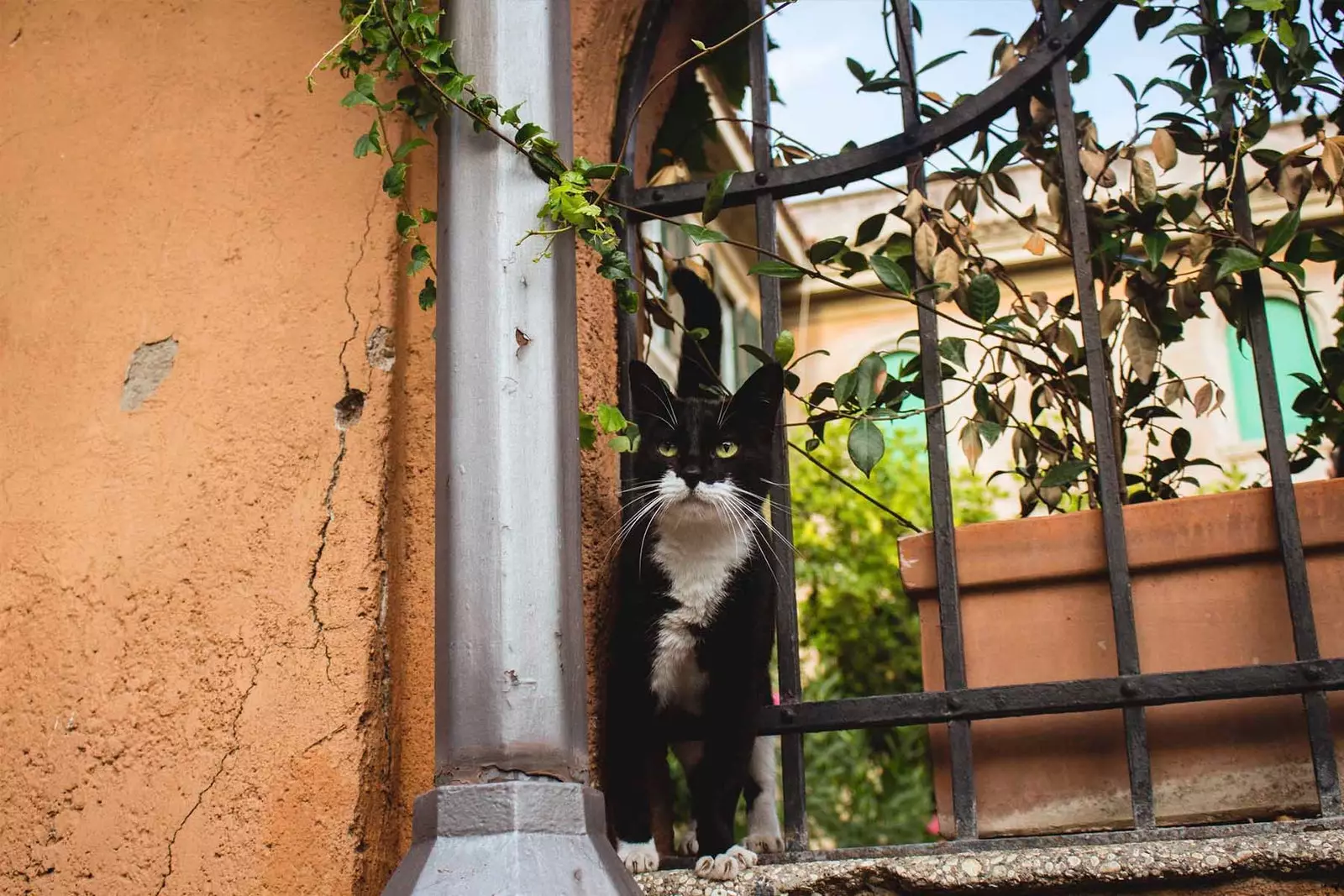 gato em roma