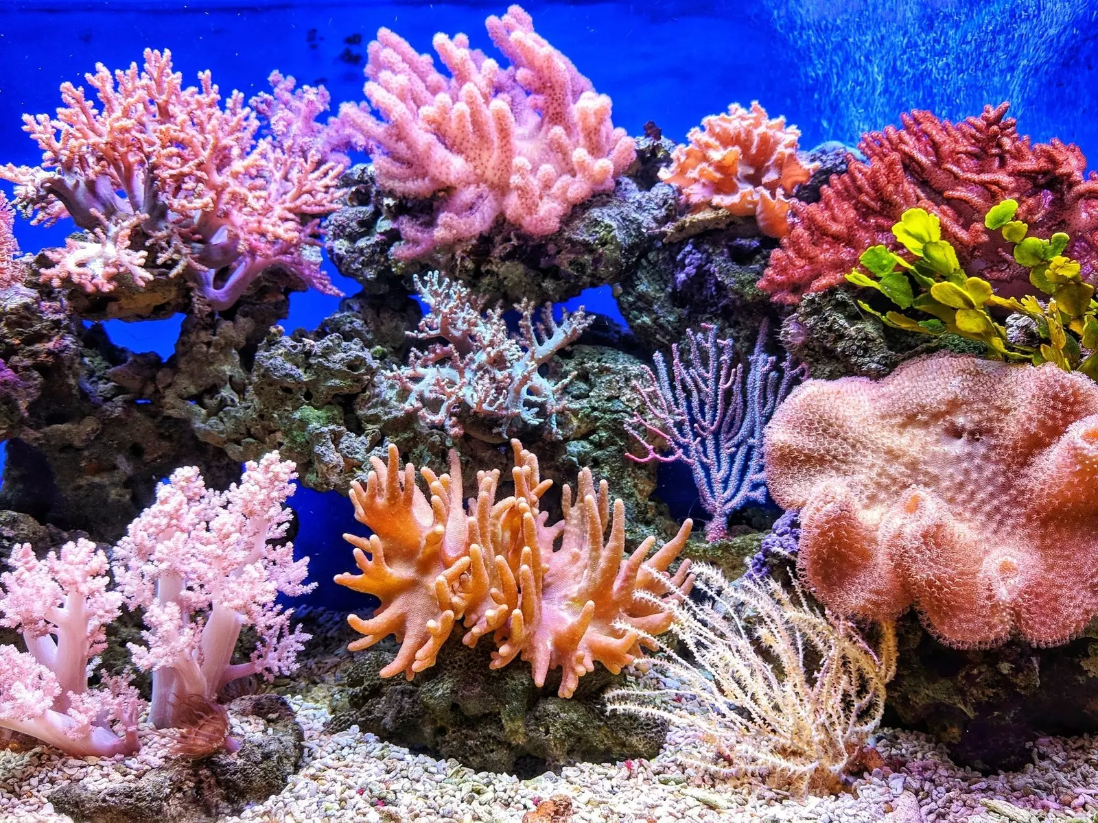 Os recifes de coral coexistem no planeta há 400 milhões de anos. Como preservá-los