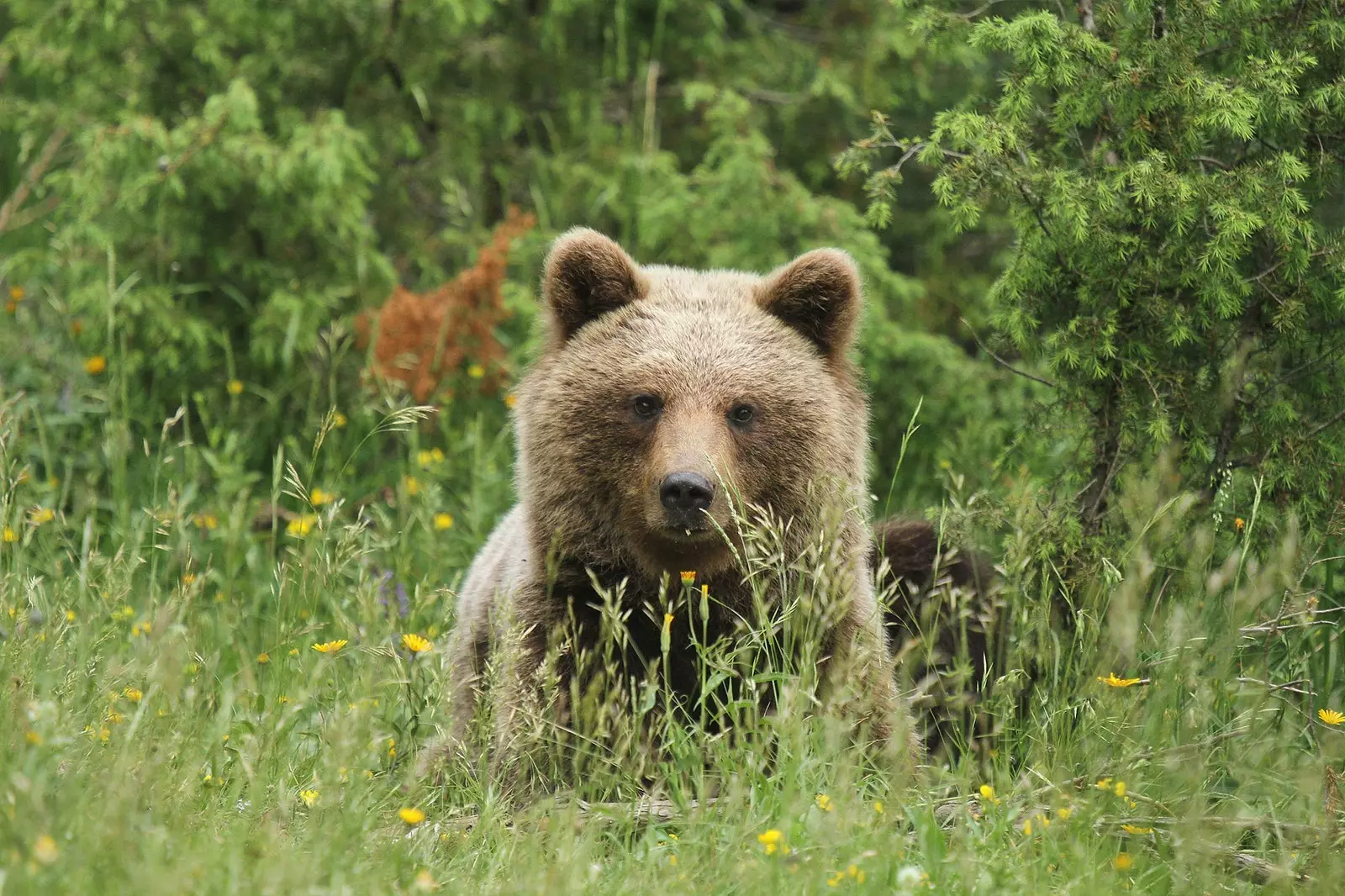 urso na eslovênia