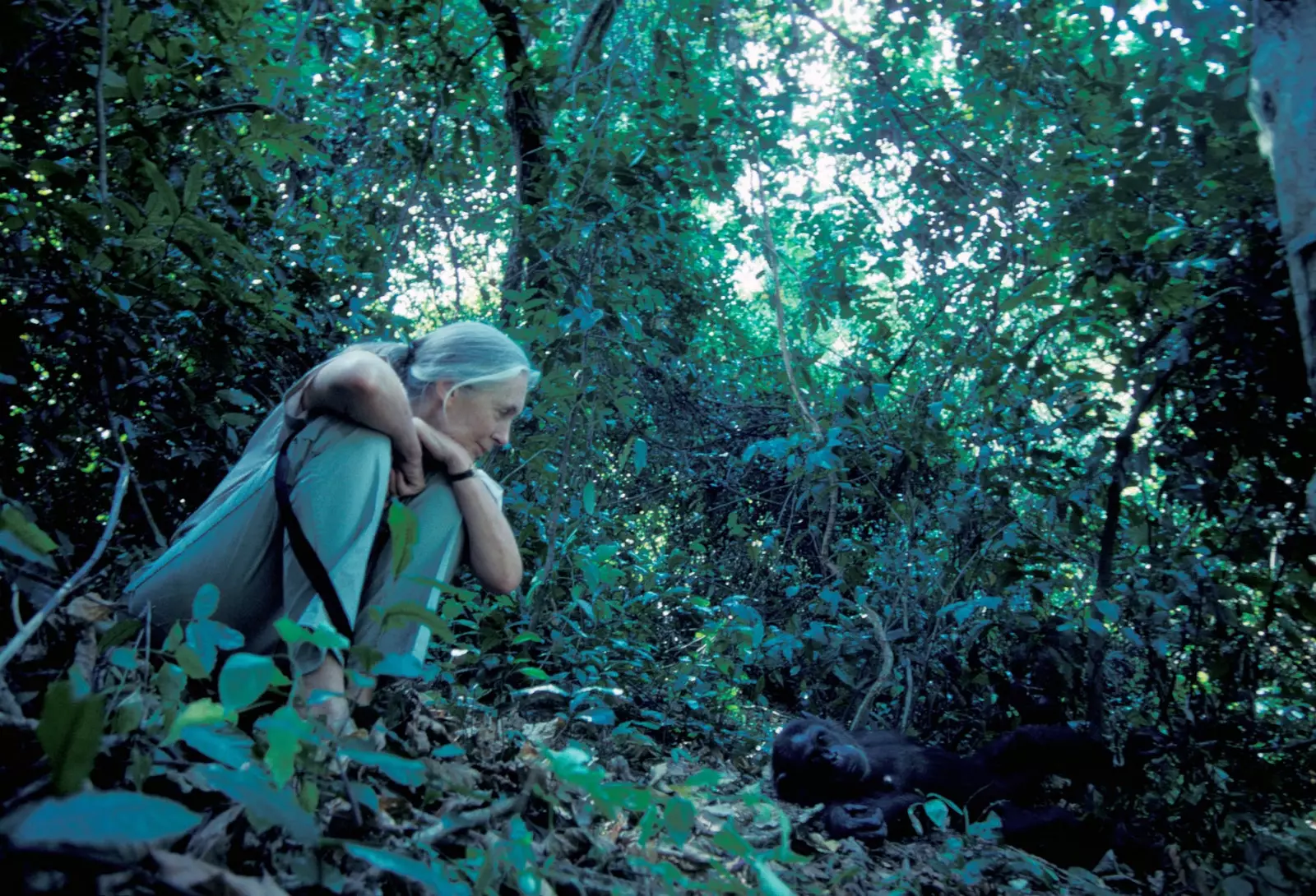 Dem Jane Goodall seng Schimpansstudien hunn d'Wëssenschaft geännert.