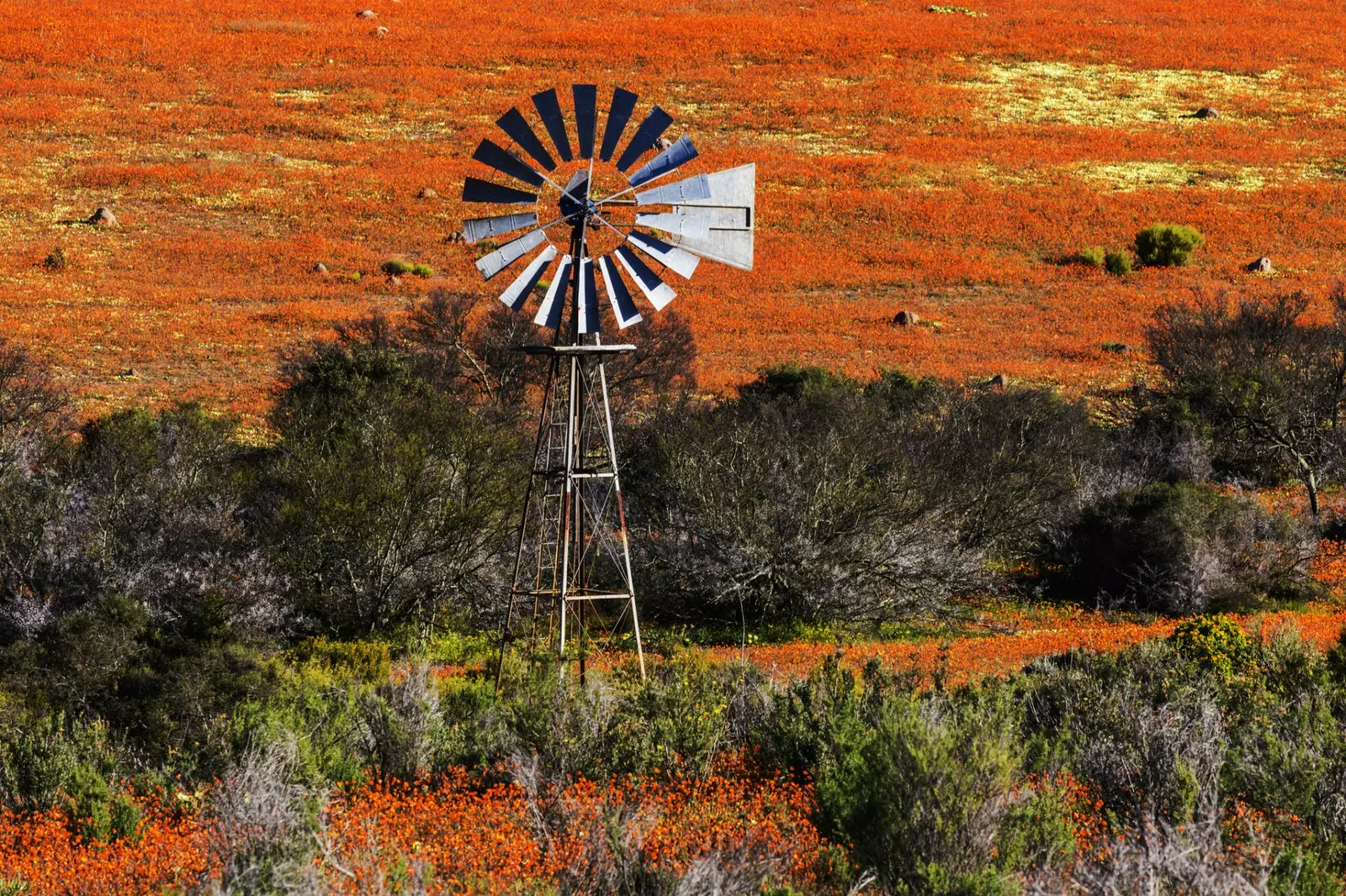 Dienvidāfrikas Namaqualand pustuksneša reljefs septembrī iekrāsojas savvaļas ziedu krāsā.