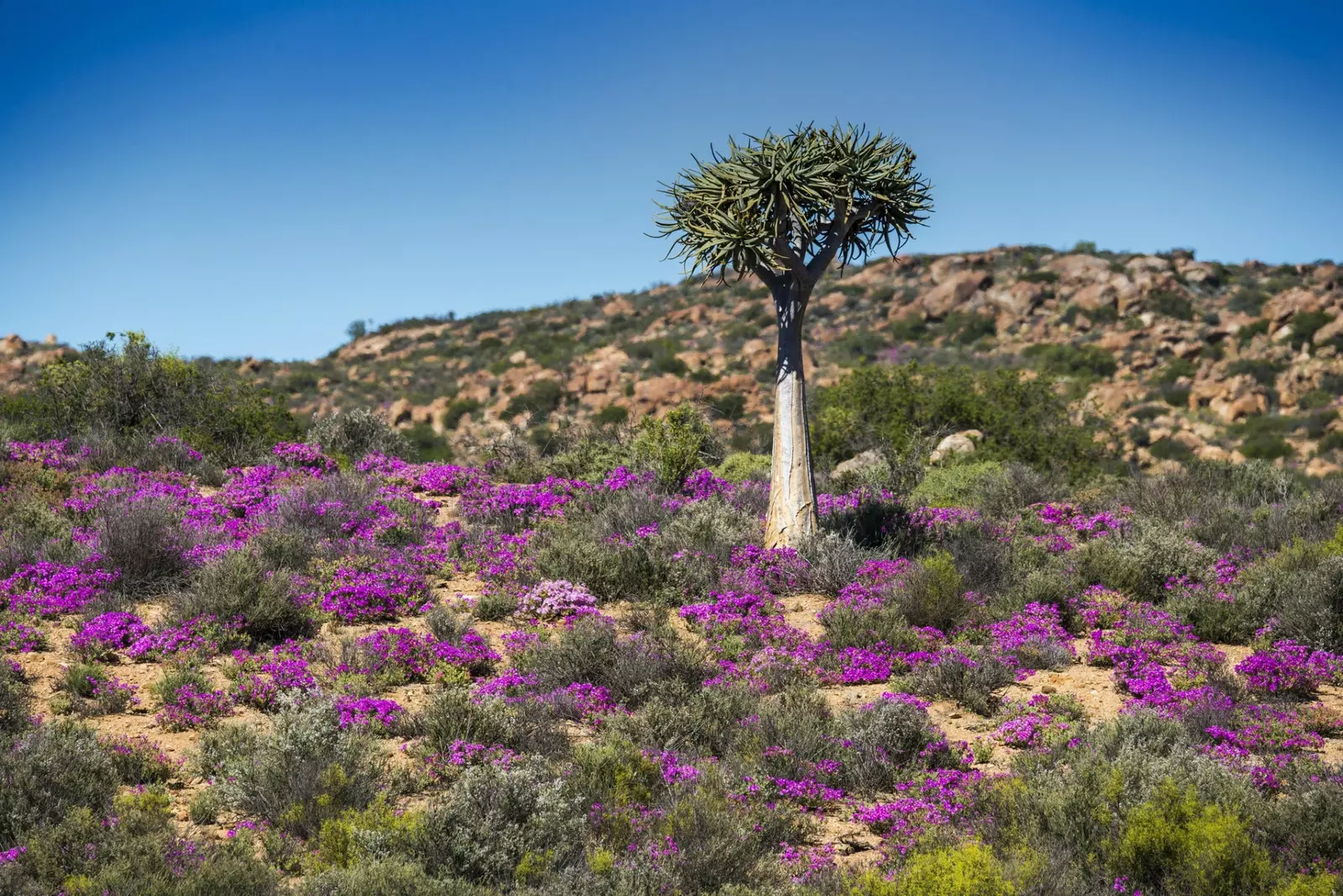 Aloe nativa da África do Sul cercada por flores roxas em Namaqualand.