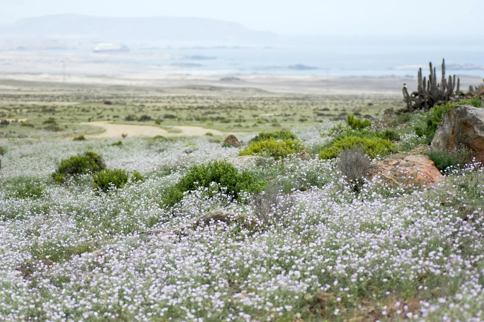 Ανθισμένα χωράφια στην έρημο Atacama στο πλησιέστερο μέρος της στον Ειρηνικό.