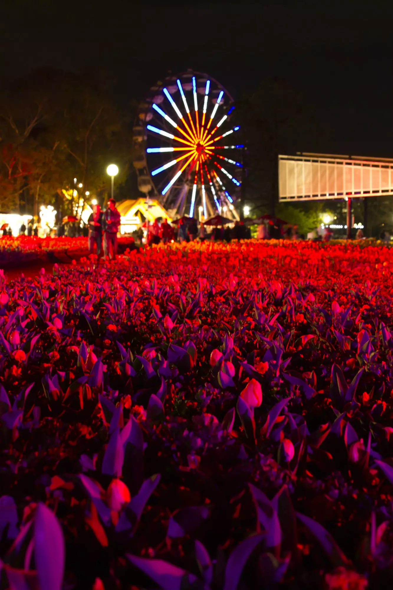 Gdy słońce zachodzi, festiwal Floriade w Canberze wyzwala lekką artylerię.