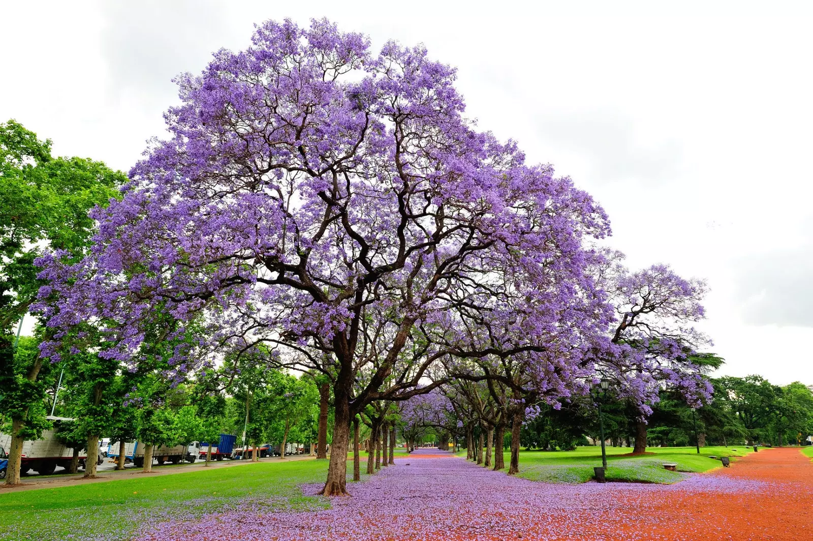 Jarands full of purple flowers in the city of Buenos Aires.