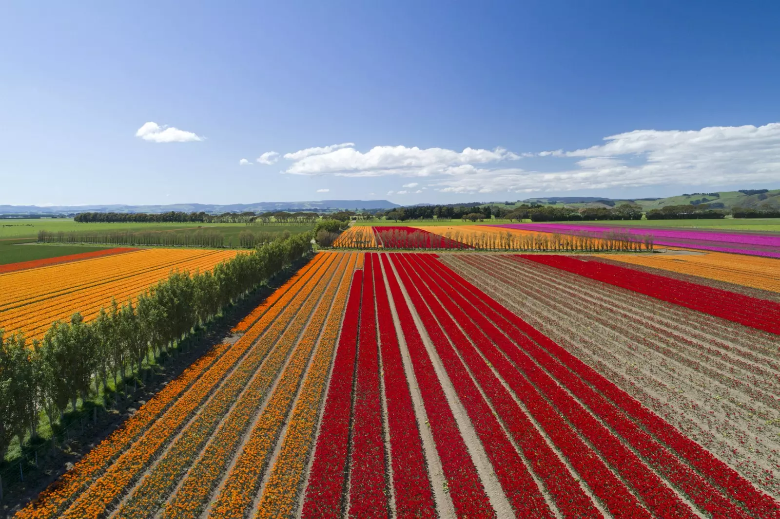 Holland kelihatan seperti New Zealand.