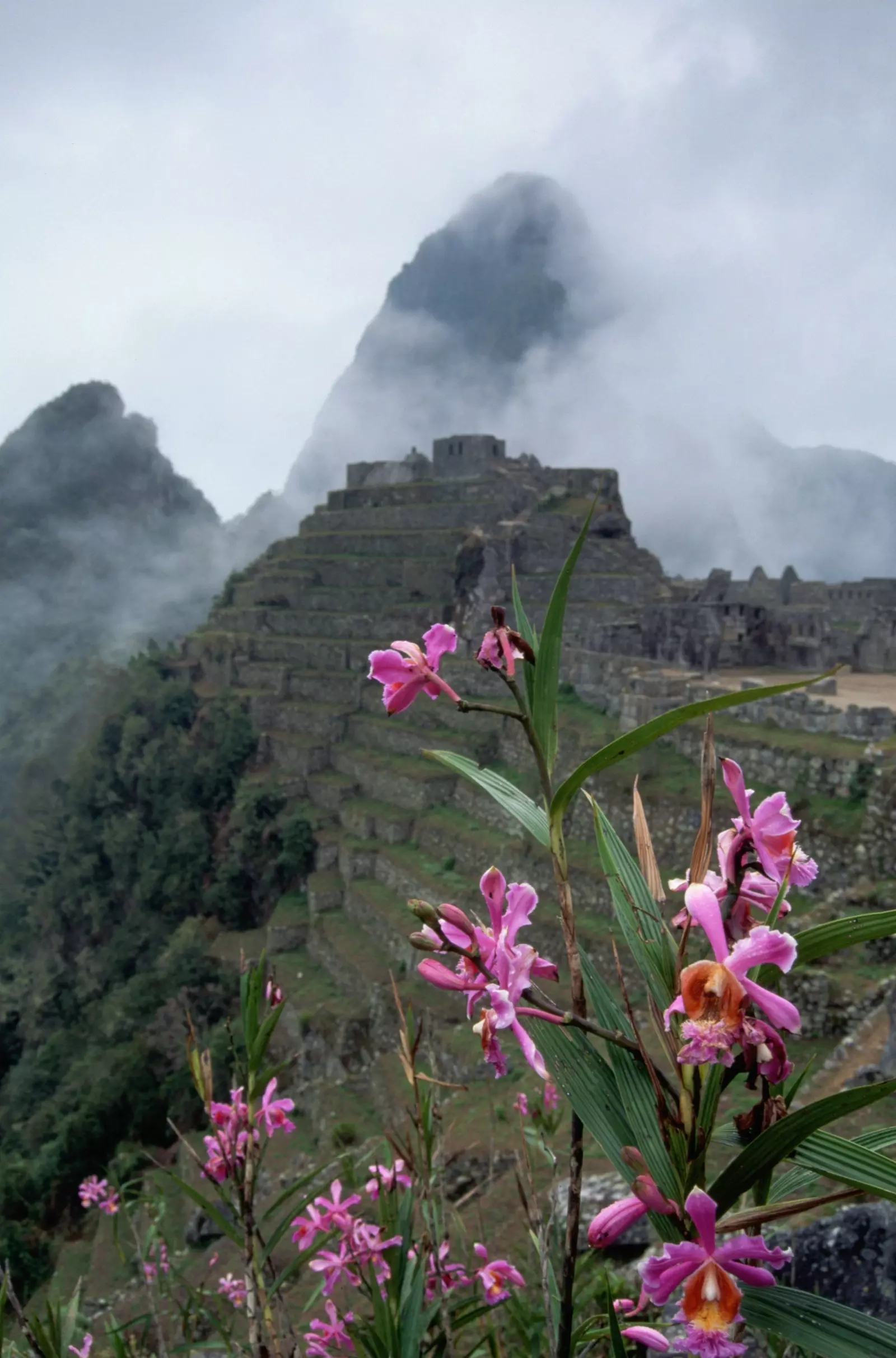 Eine endemische Orchidee in den Ruinen von Machu Picchu.