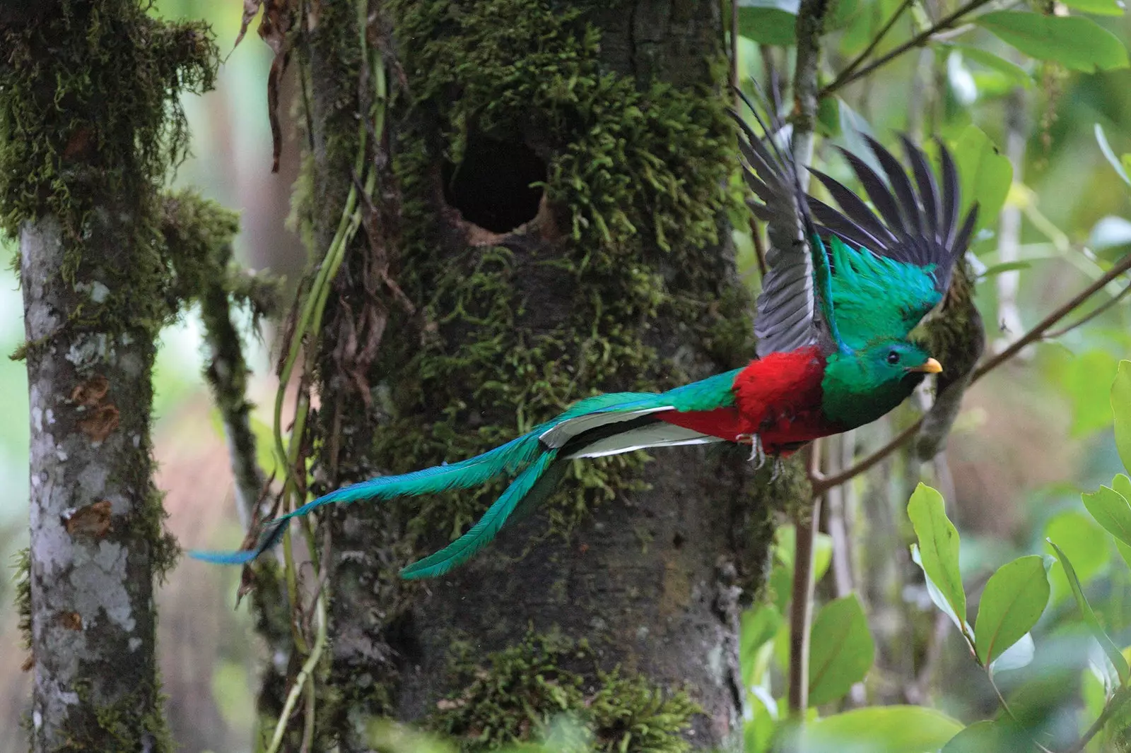 Quetzal in Costa Rica