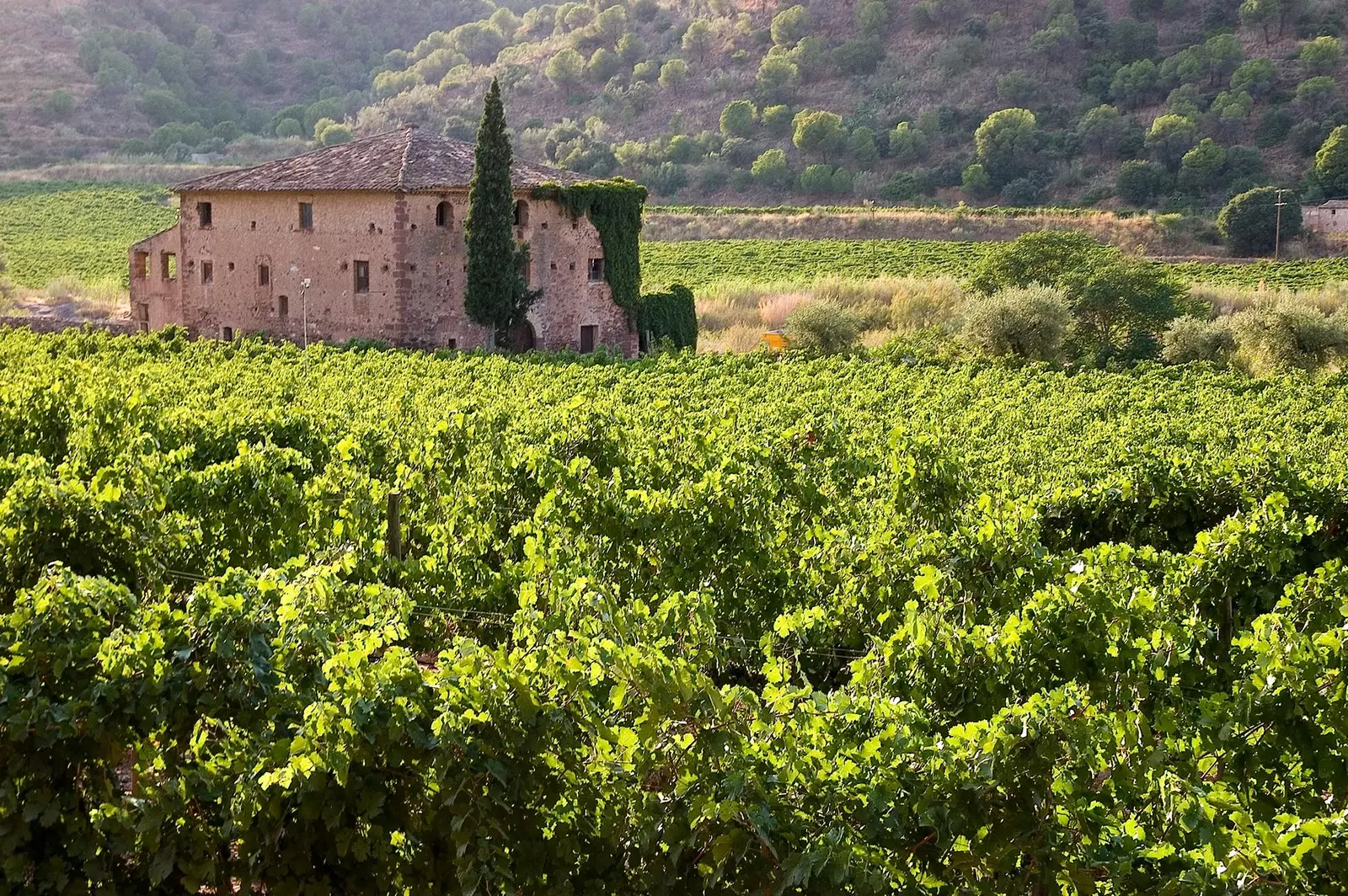 Descobrint el Priorat enoturisme i viticultura heroica