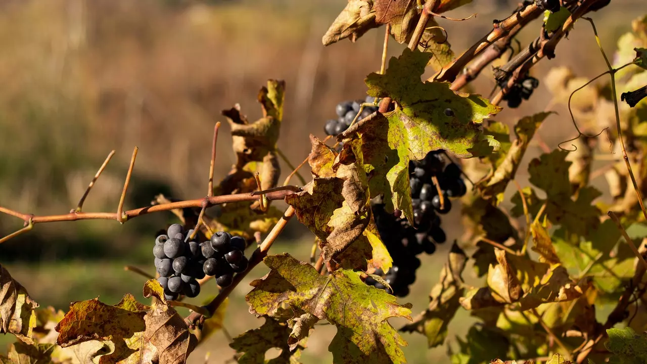 La Florens. սիրո իսկական հռչակագիր