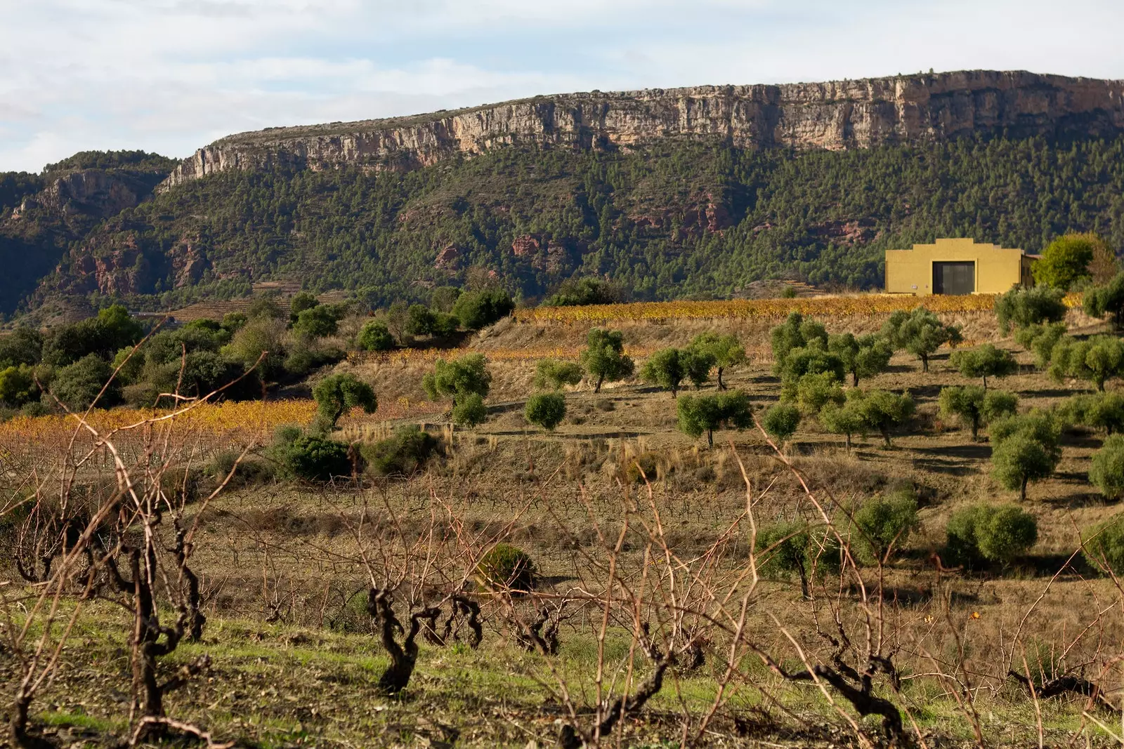 Josep Grau's vineyard.