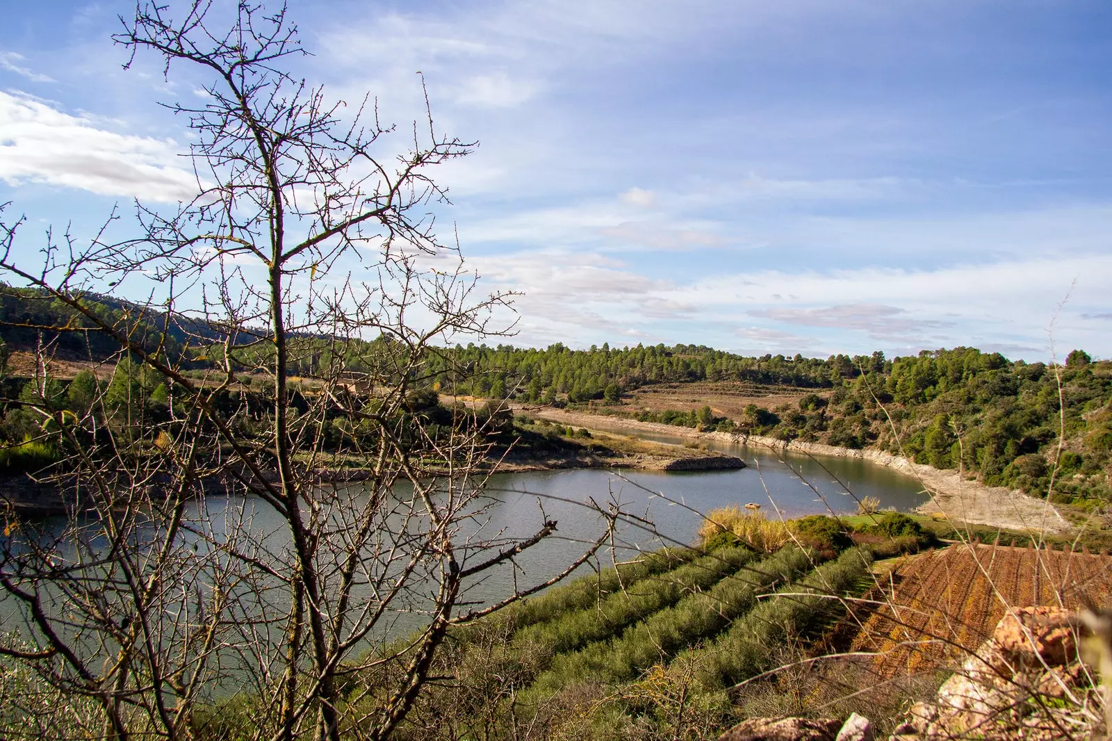 Le vignoble de Josep Grau.