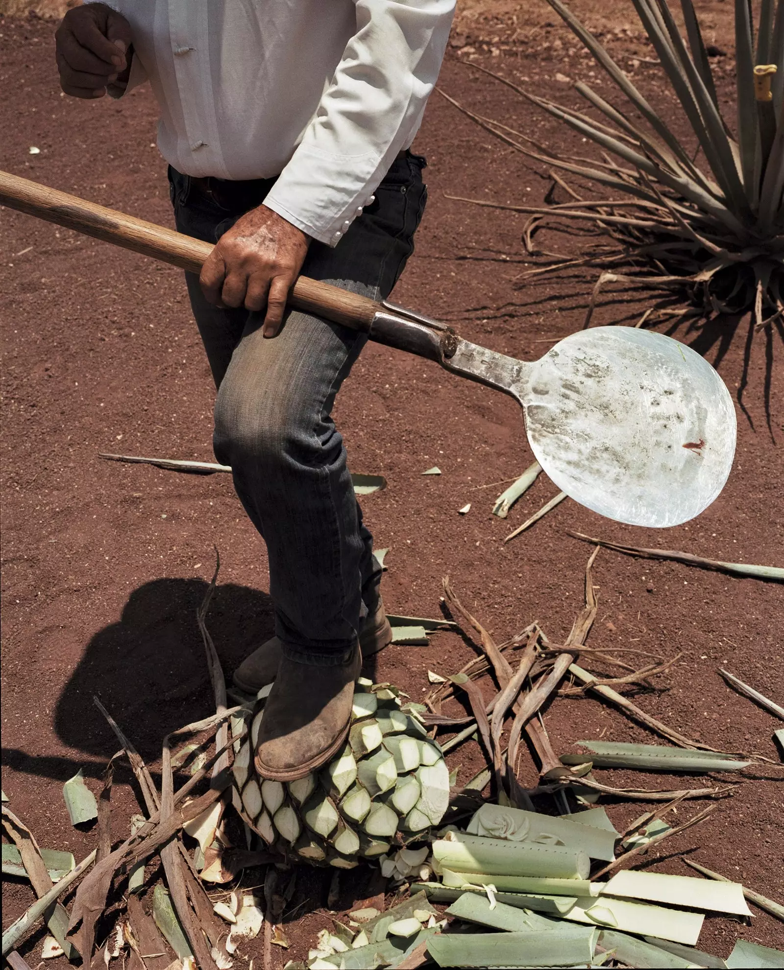 Inštrument, ki ga jimador nosi v rokah, je coa de jima, pod škornji pa ananas iz agave.