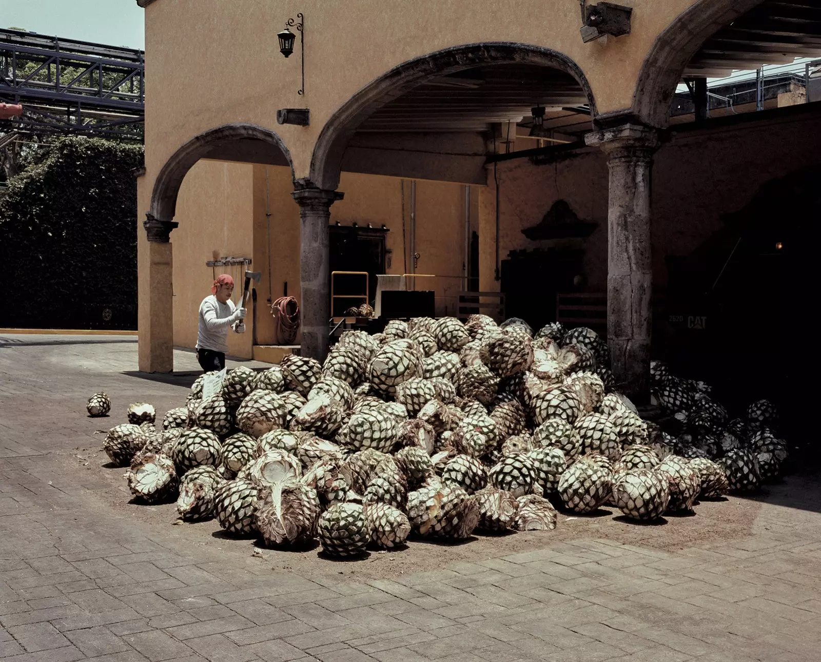 Ananas di agave all'ingresso della distilleria di tequila La Rojeña