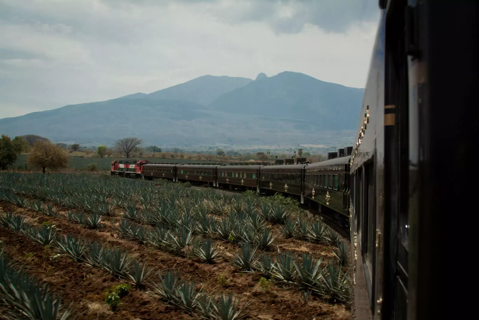 Agave Felder zu Jalisco.