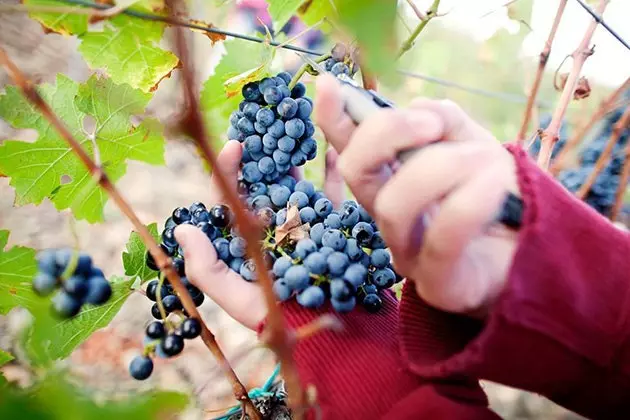 Verpassen Sie nicht das Empord Wine Festival