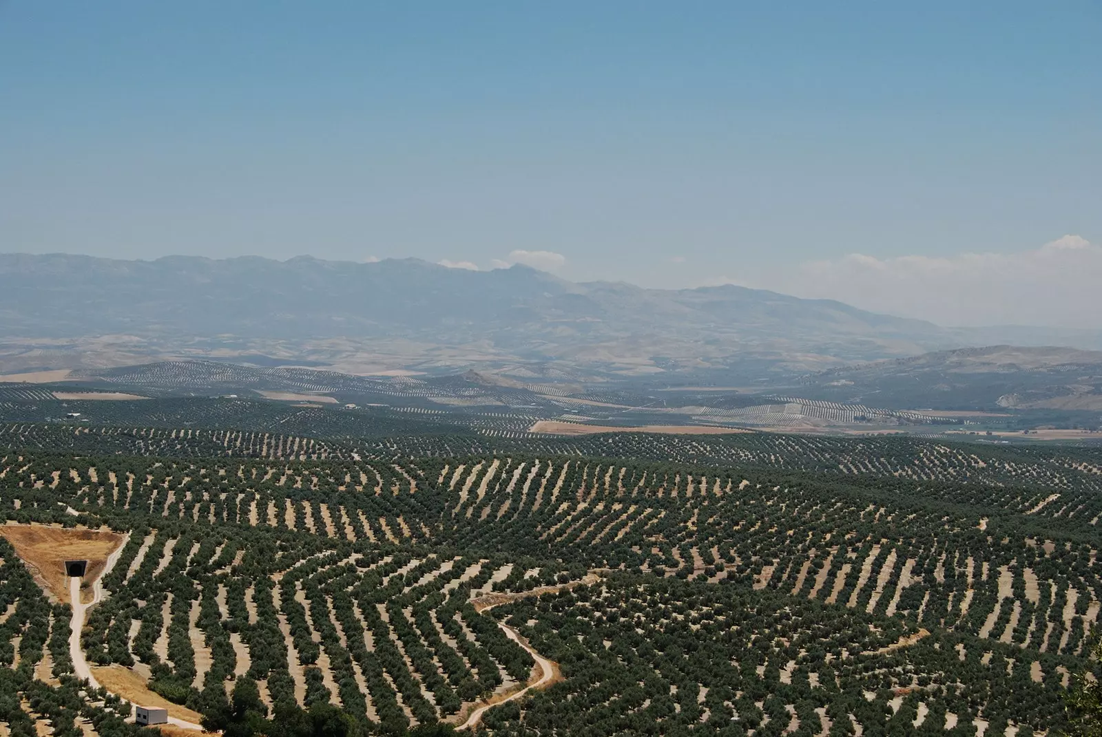 Lautan pokok zaitun di Baeza