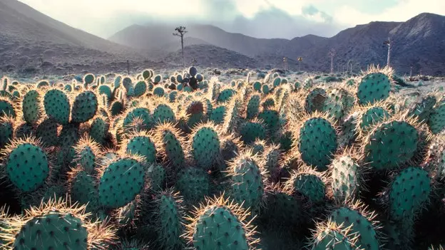 Mexico, cactus, ibada na hadithi