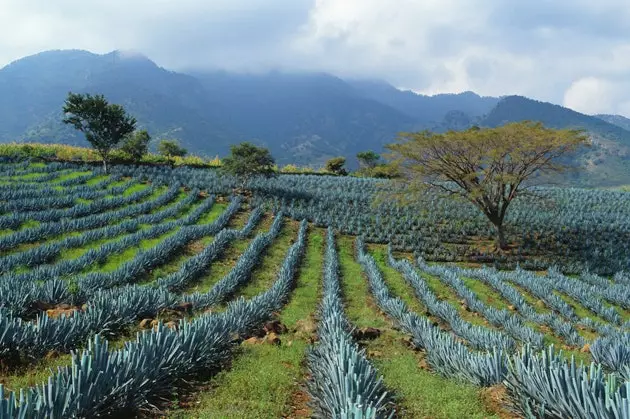 Modré agáve plantáže v Jalisco pôvodom z mexickej tequily