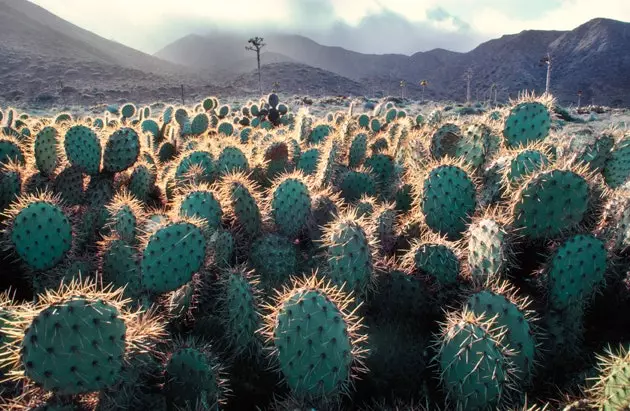 Baja California ni eneo linalofaa kwa nopales