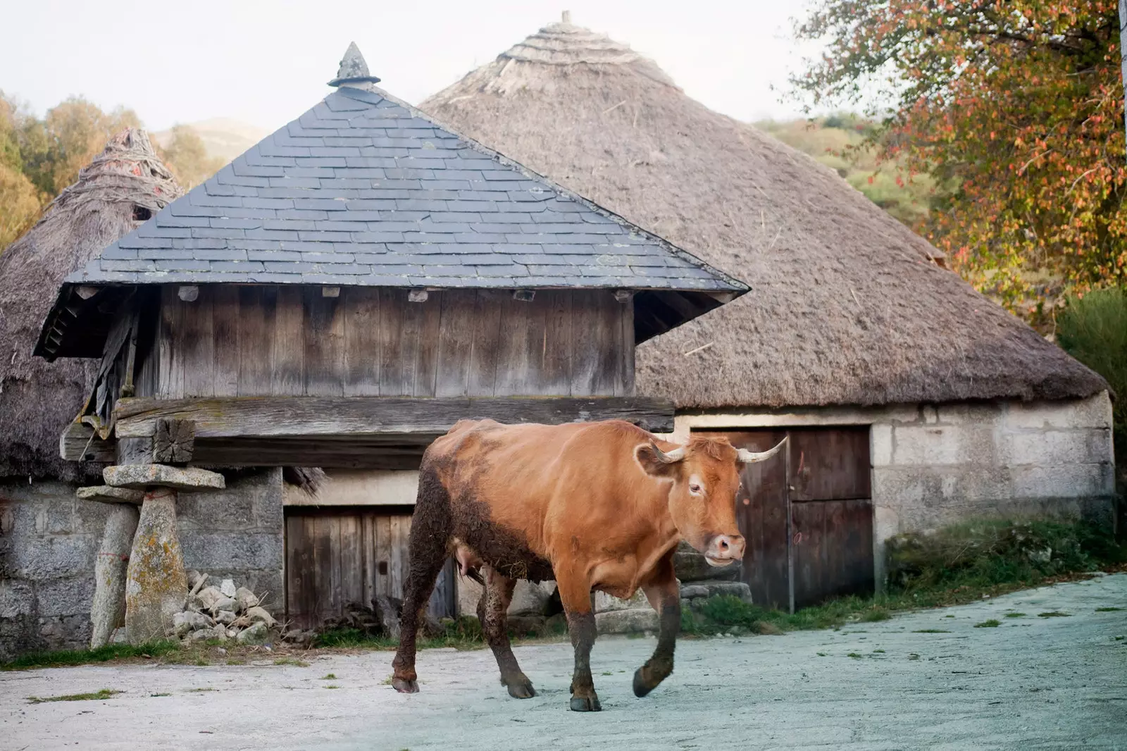 The Asturian-style granaries of Piornedo